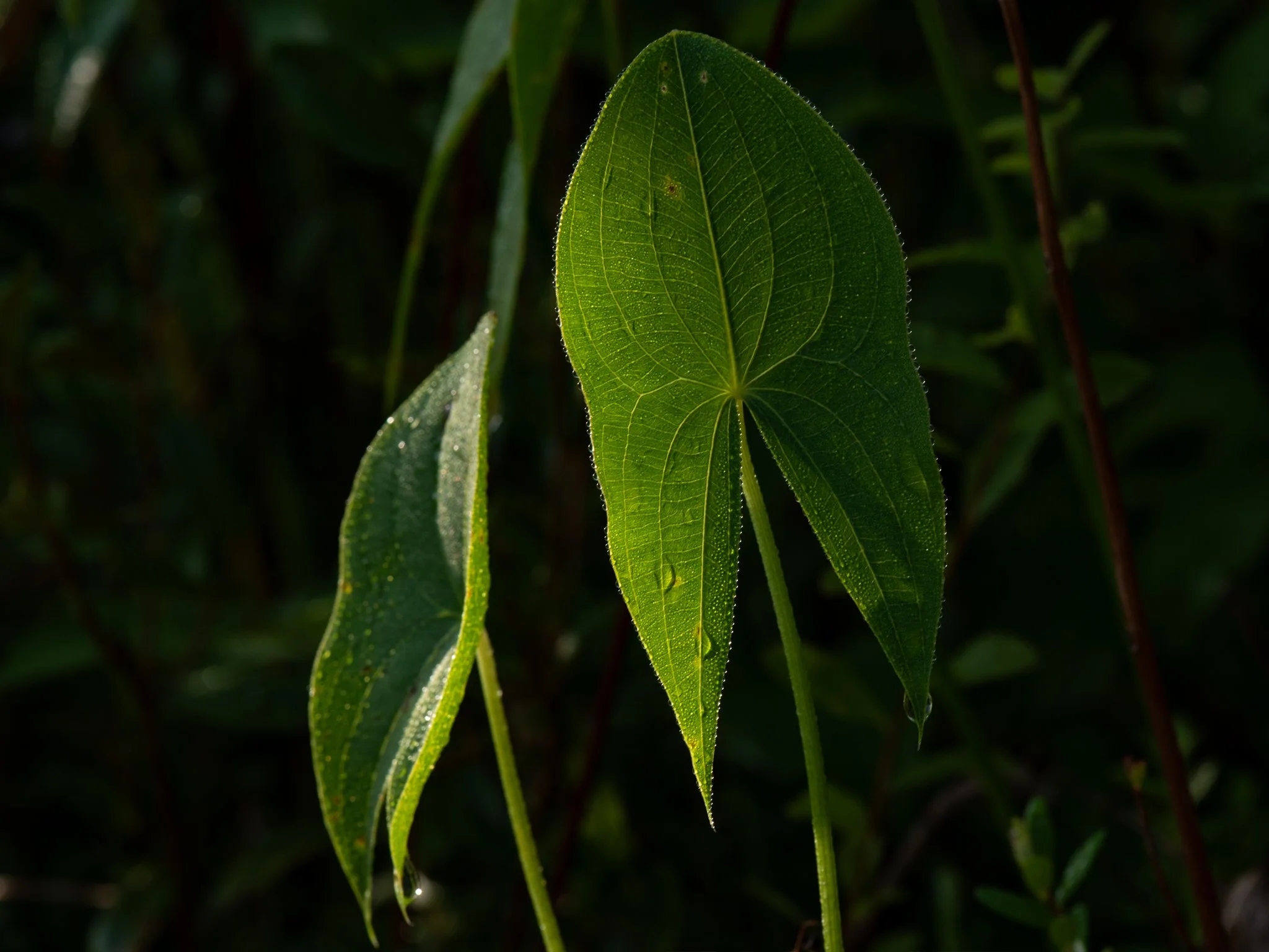 July24TriangleBog30.jpg