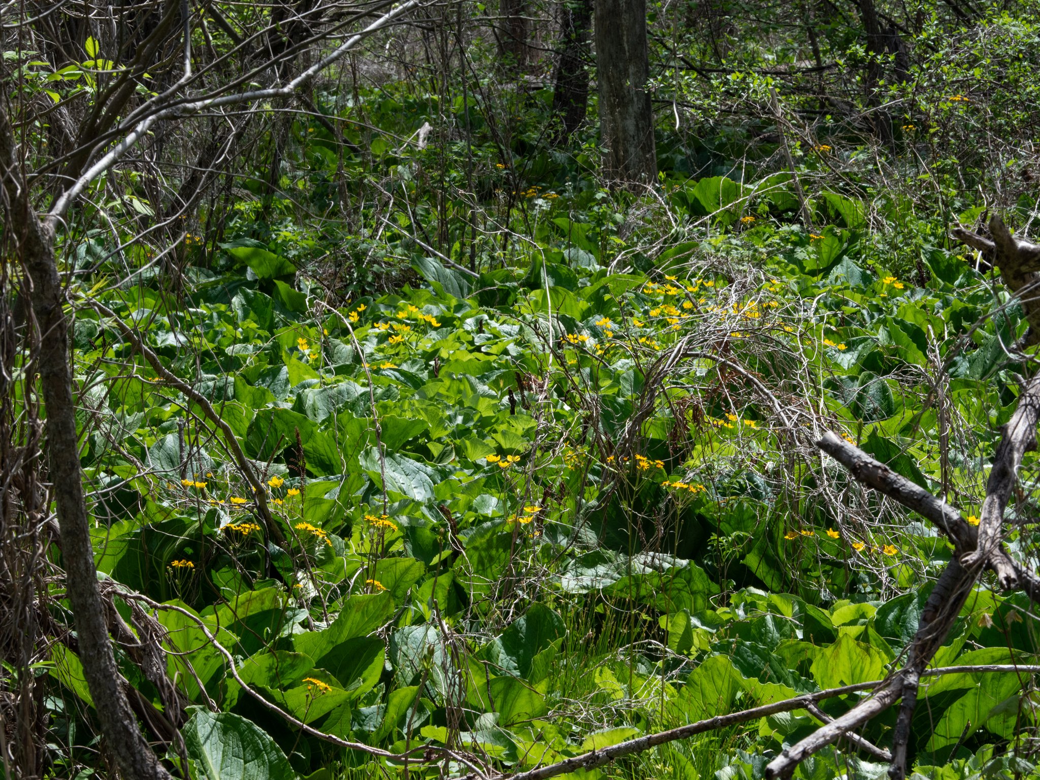 CedarBog17thApril25.jpg