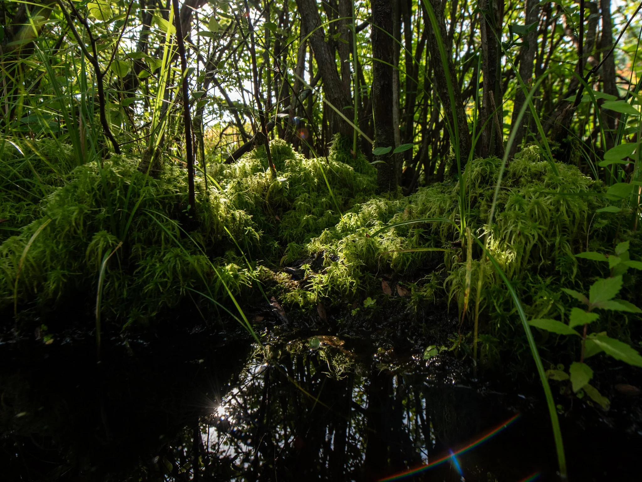 July24TriangleBog14.jpg