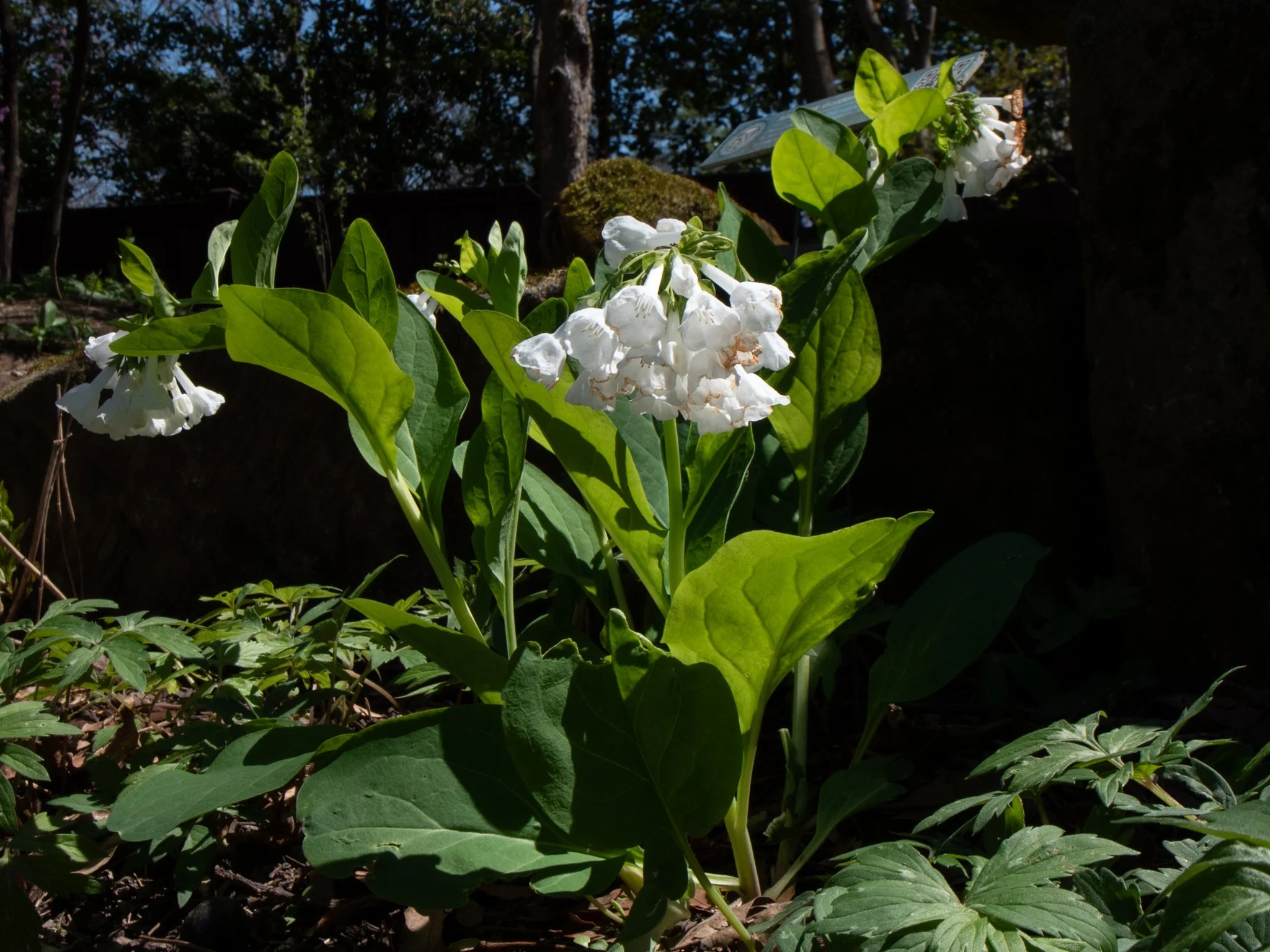 Heritage8April28.jpg