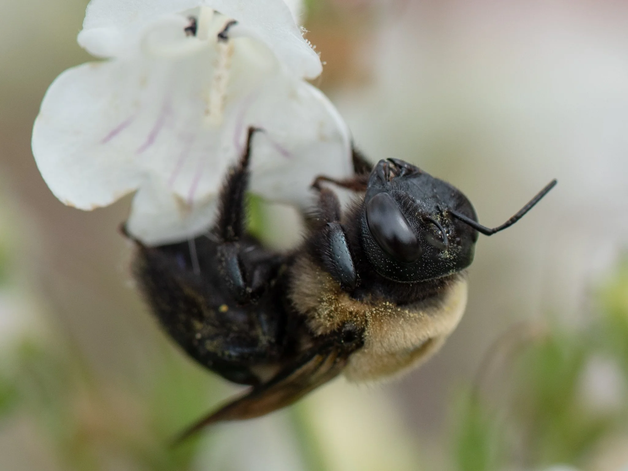 June, Bees