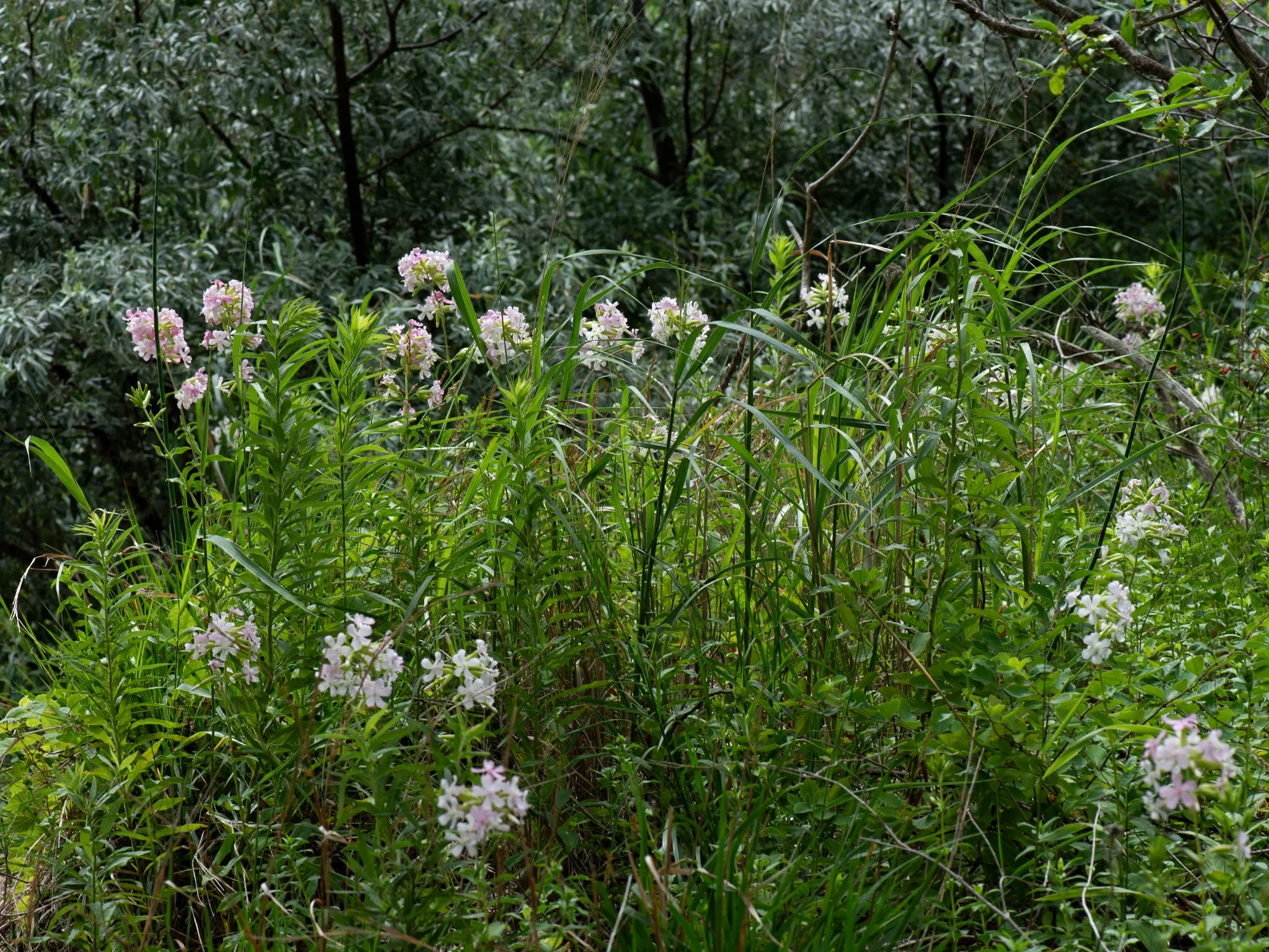July6Headlands18.jpg