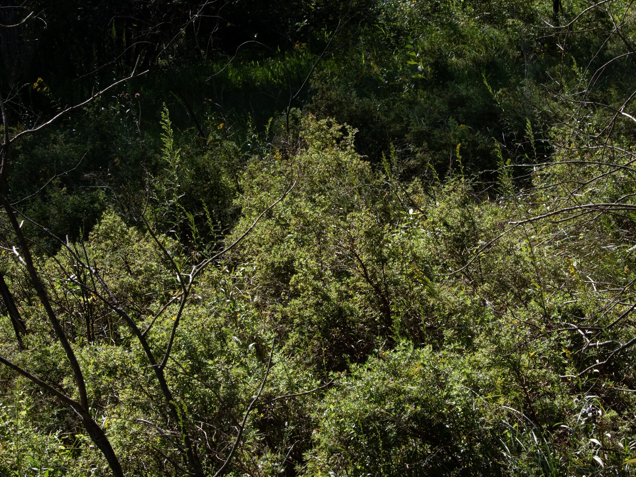 JacksonBog28Aug25.jpg