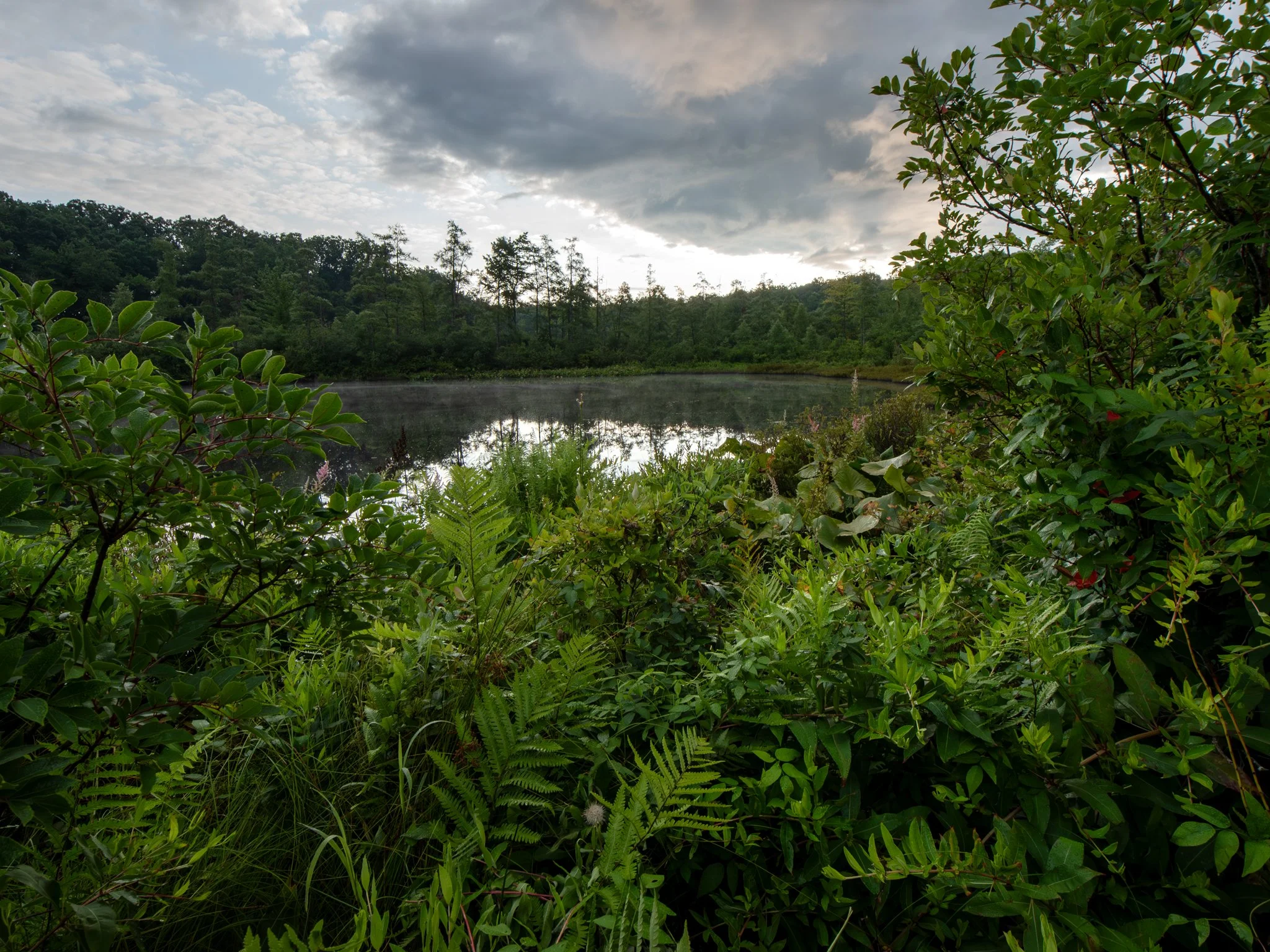 July23TriangleBog17.jpg