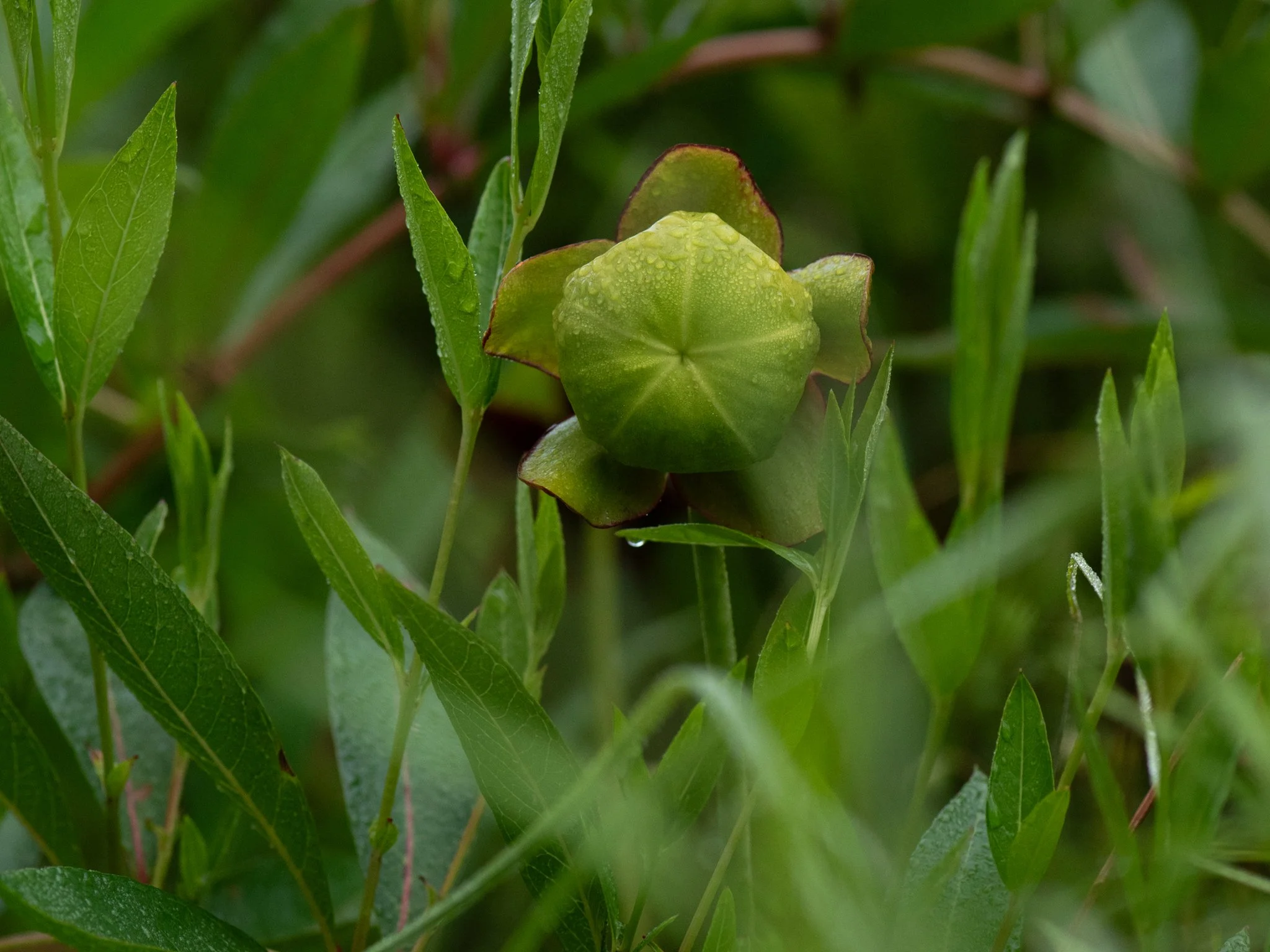July23TriangleBog24.jpg