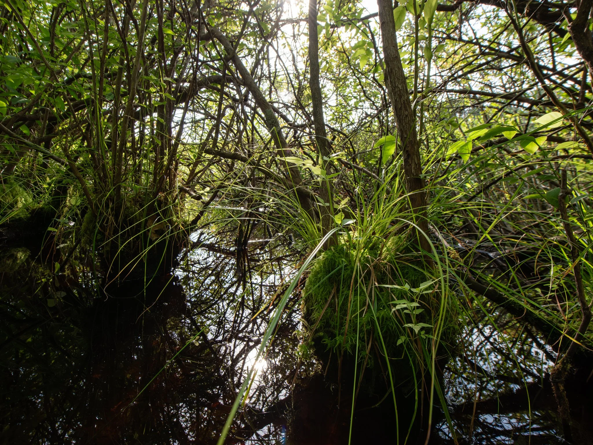 July24TriangleBog12.jpg