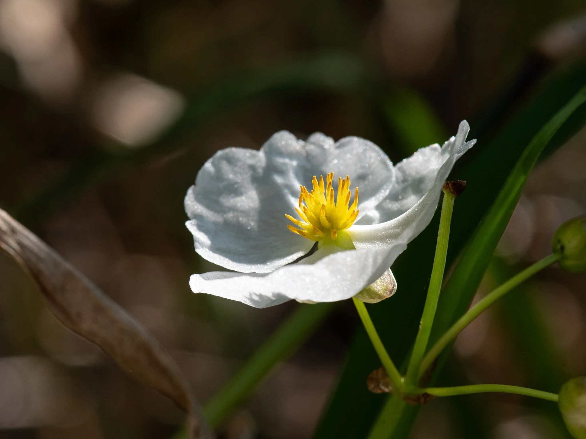 JacksonBog28Aug18.jpg