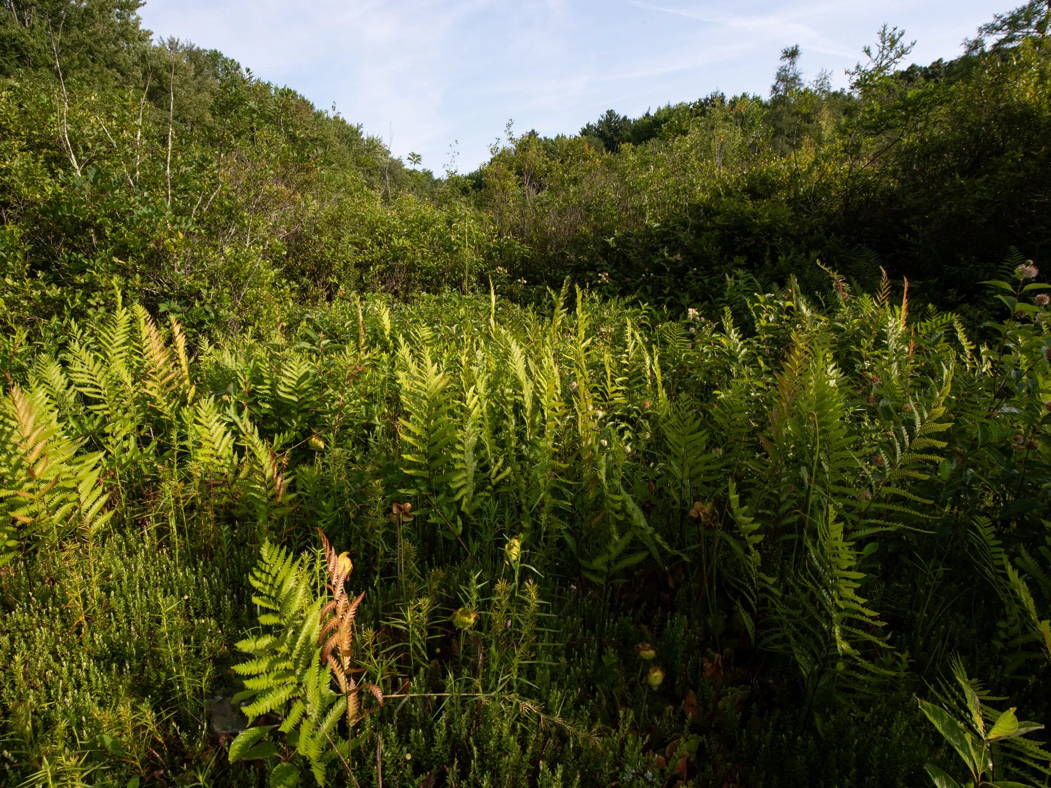 July24TriangleBog21.jpg