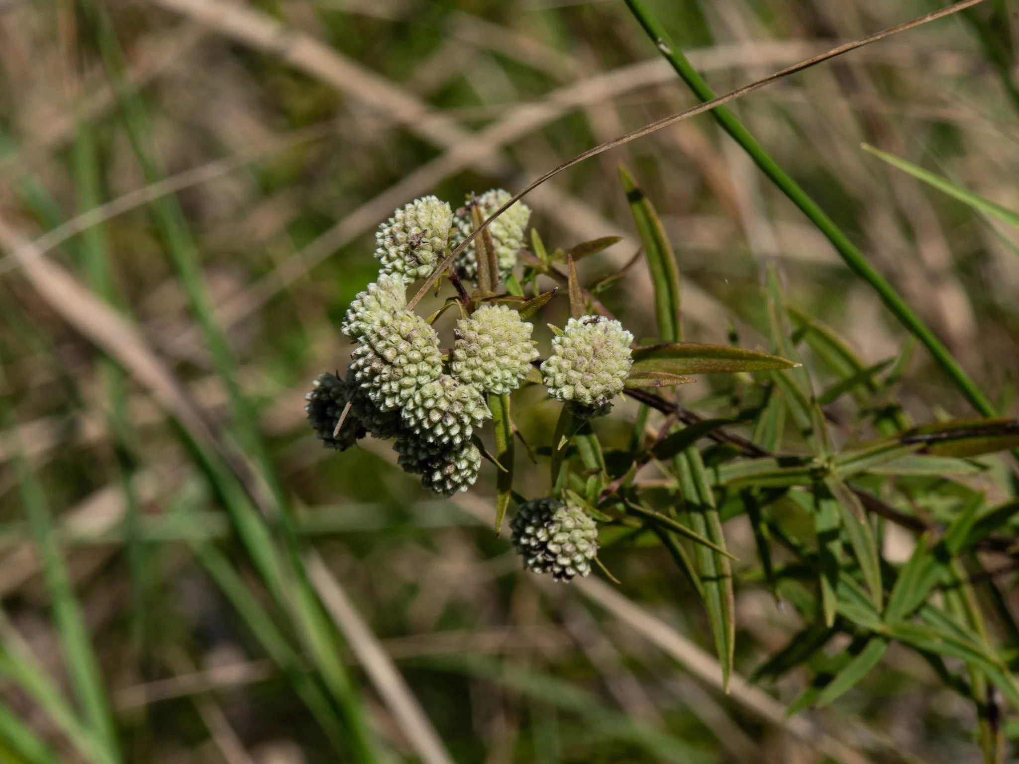 JacksonBog28Aug14.jpg