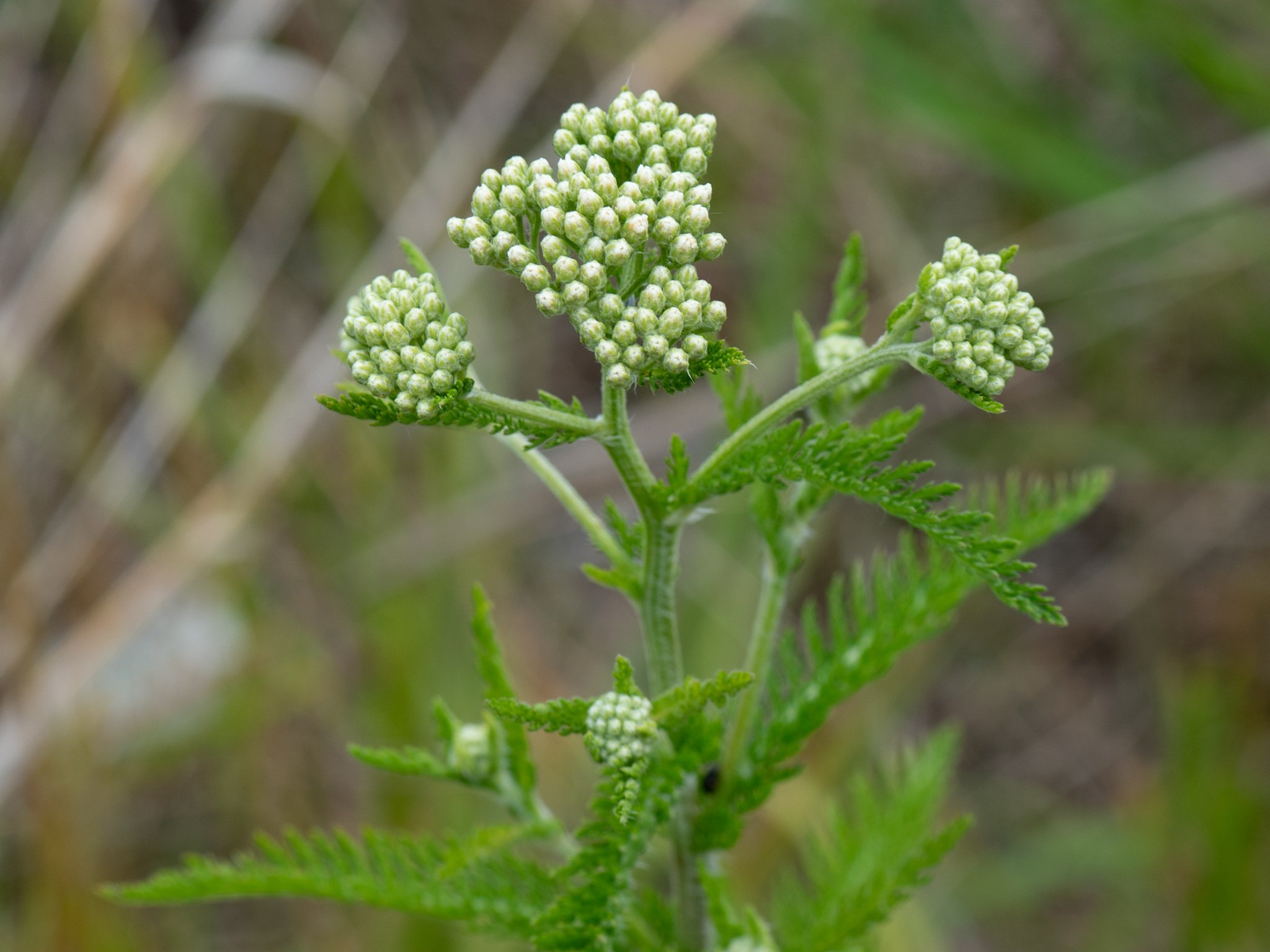 July6Headlands27.jpg