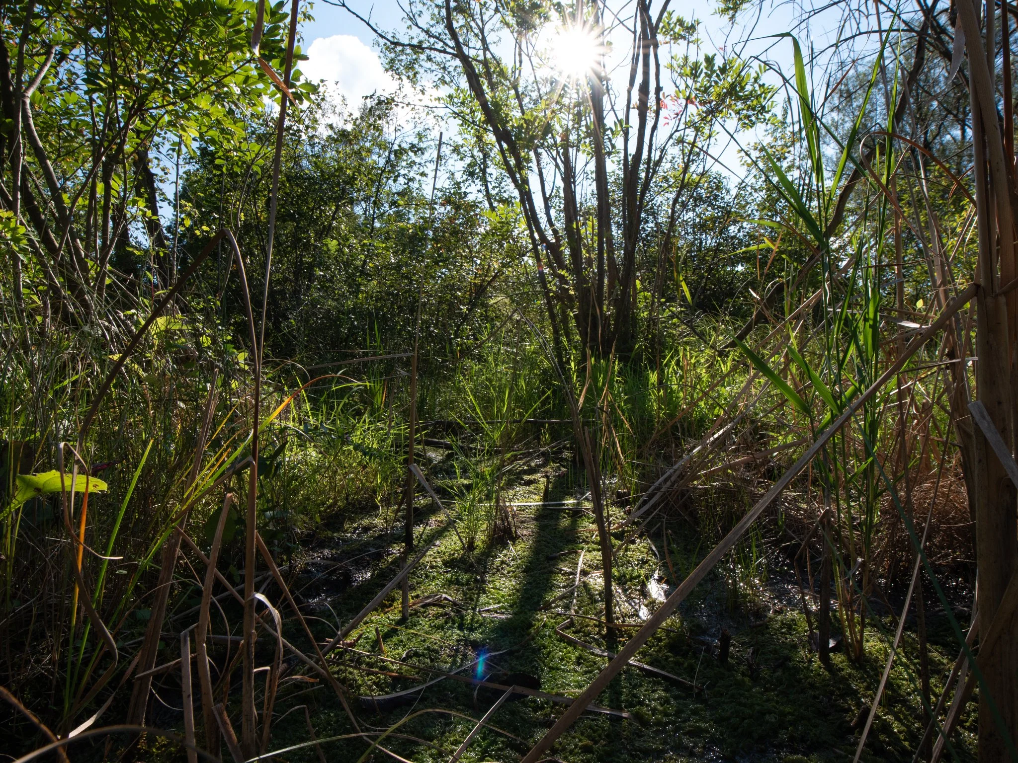 JacksonBog28Aug22.jpg