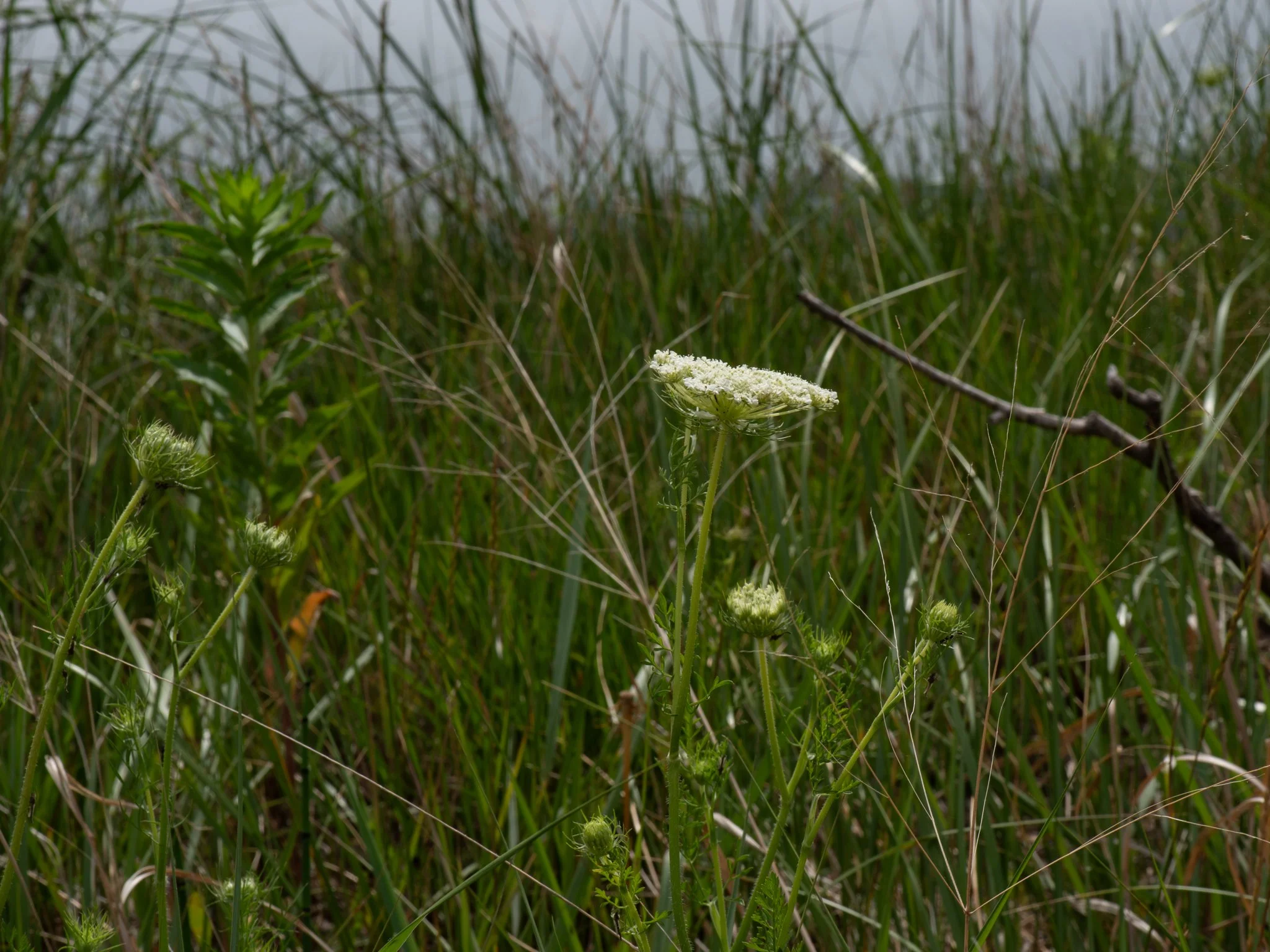 July6Headlands15.jpg