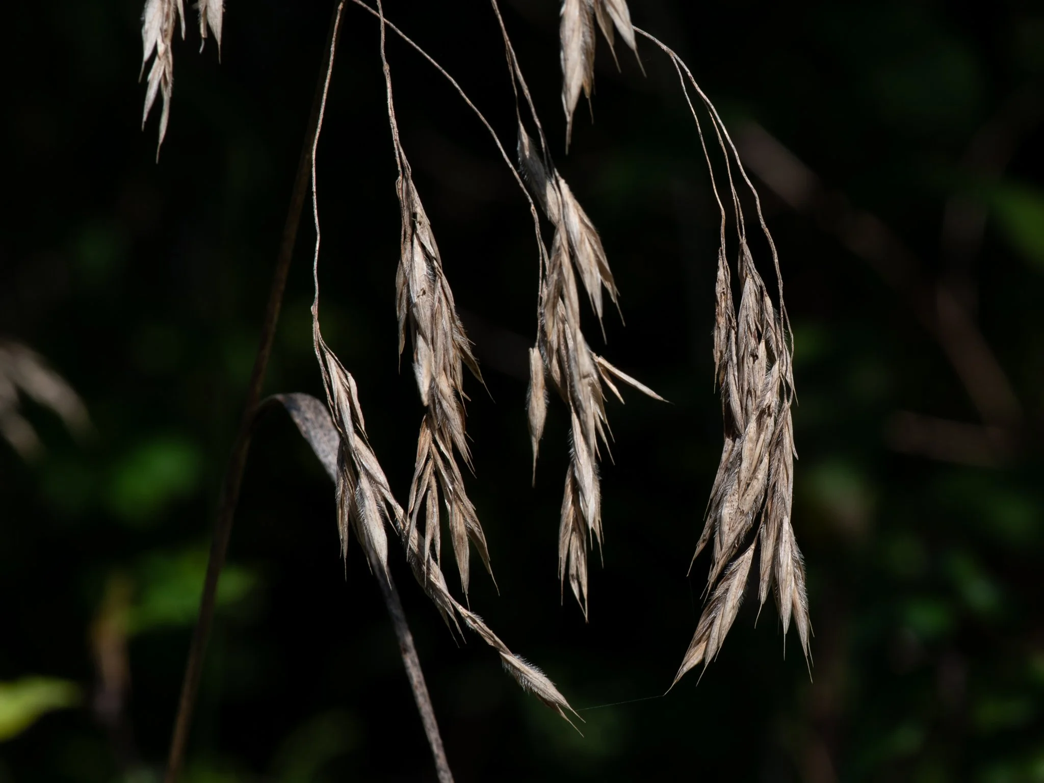 JacksonBog28Aug15.jpg