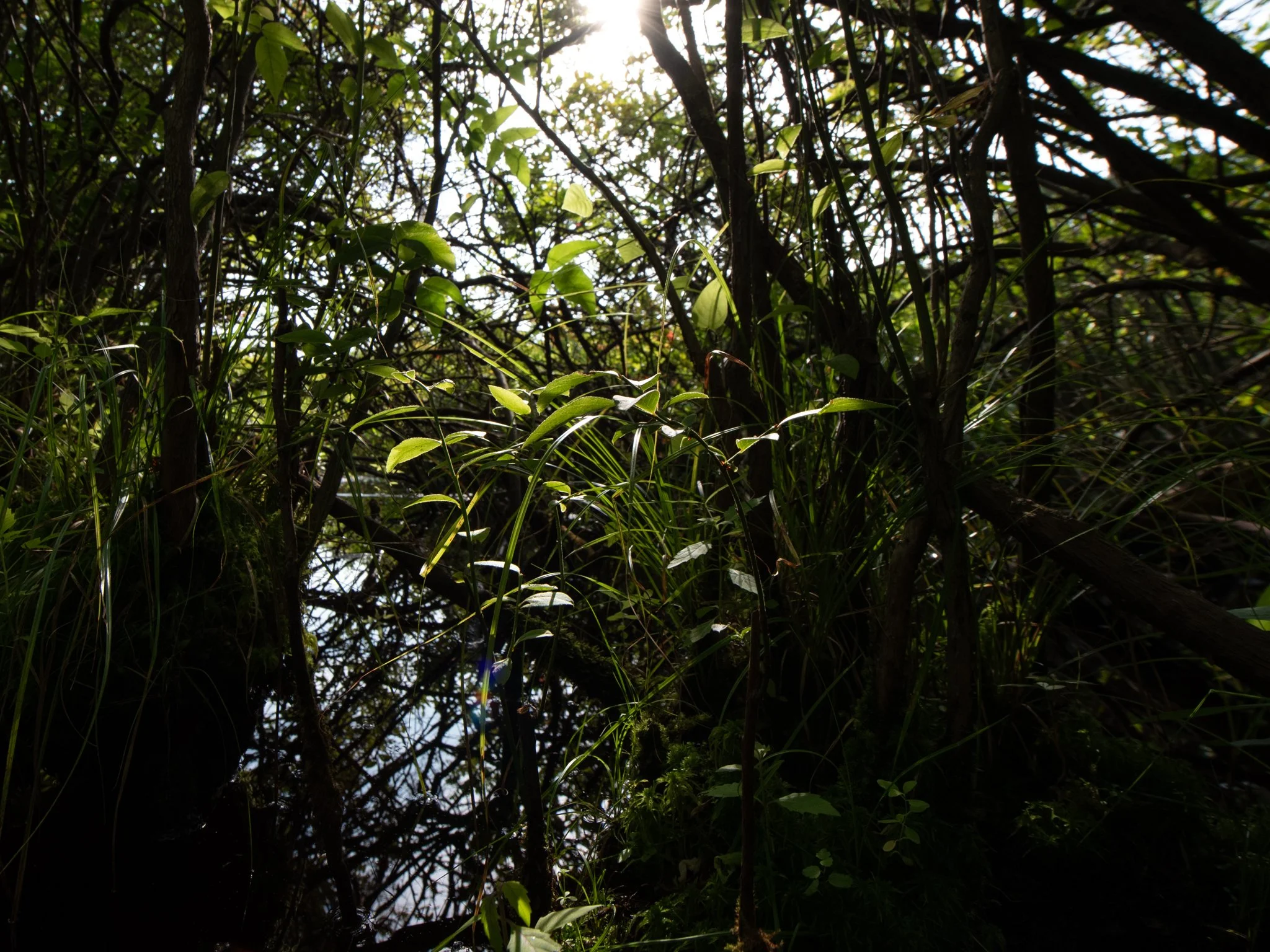 July24TriangleBog13.jpg
