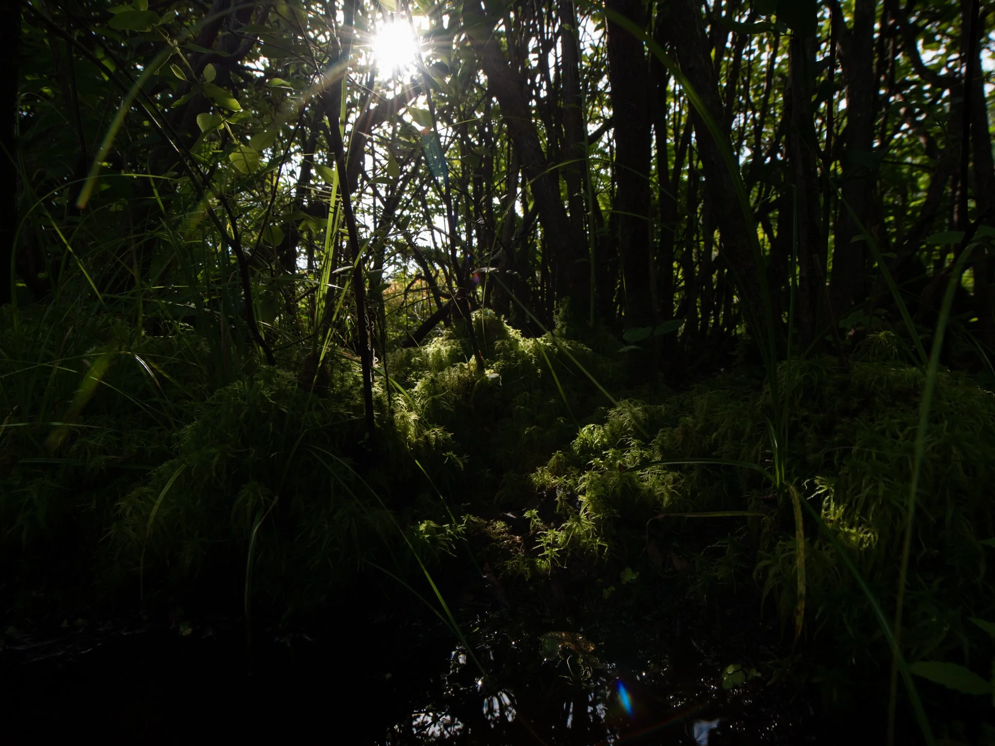 July24TriangleBog15.jpg