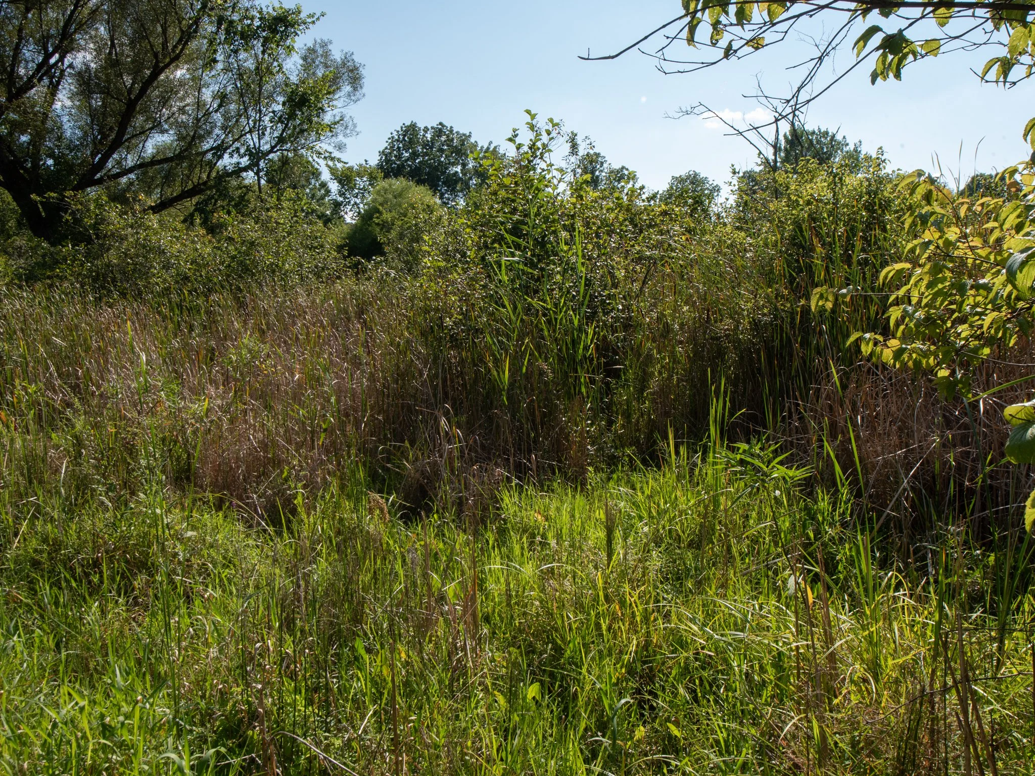 JacksonBog28Aug17.jpg