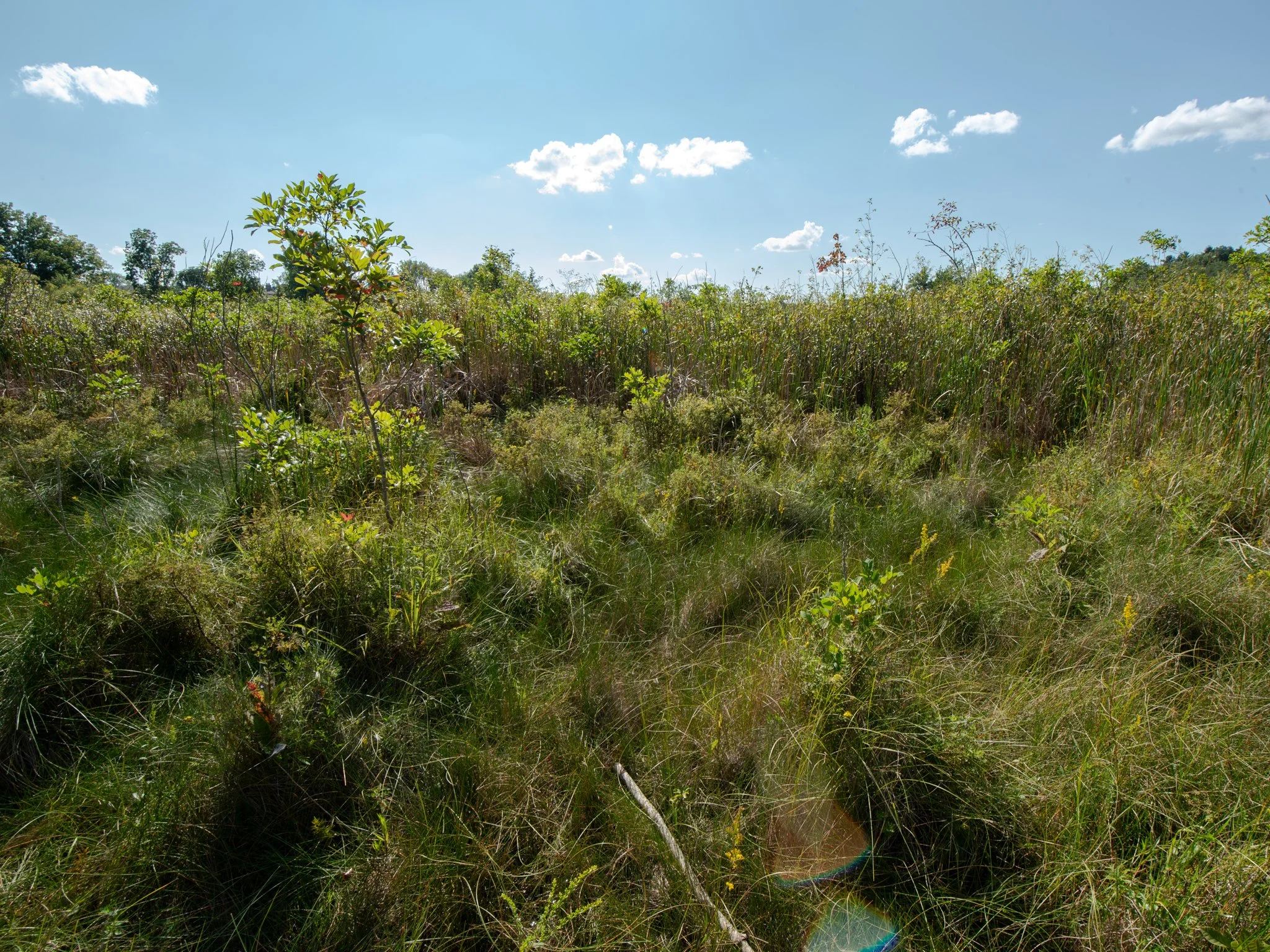 JacksonBog28Aug13.jpg