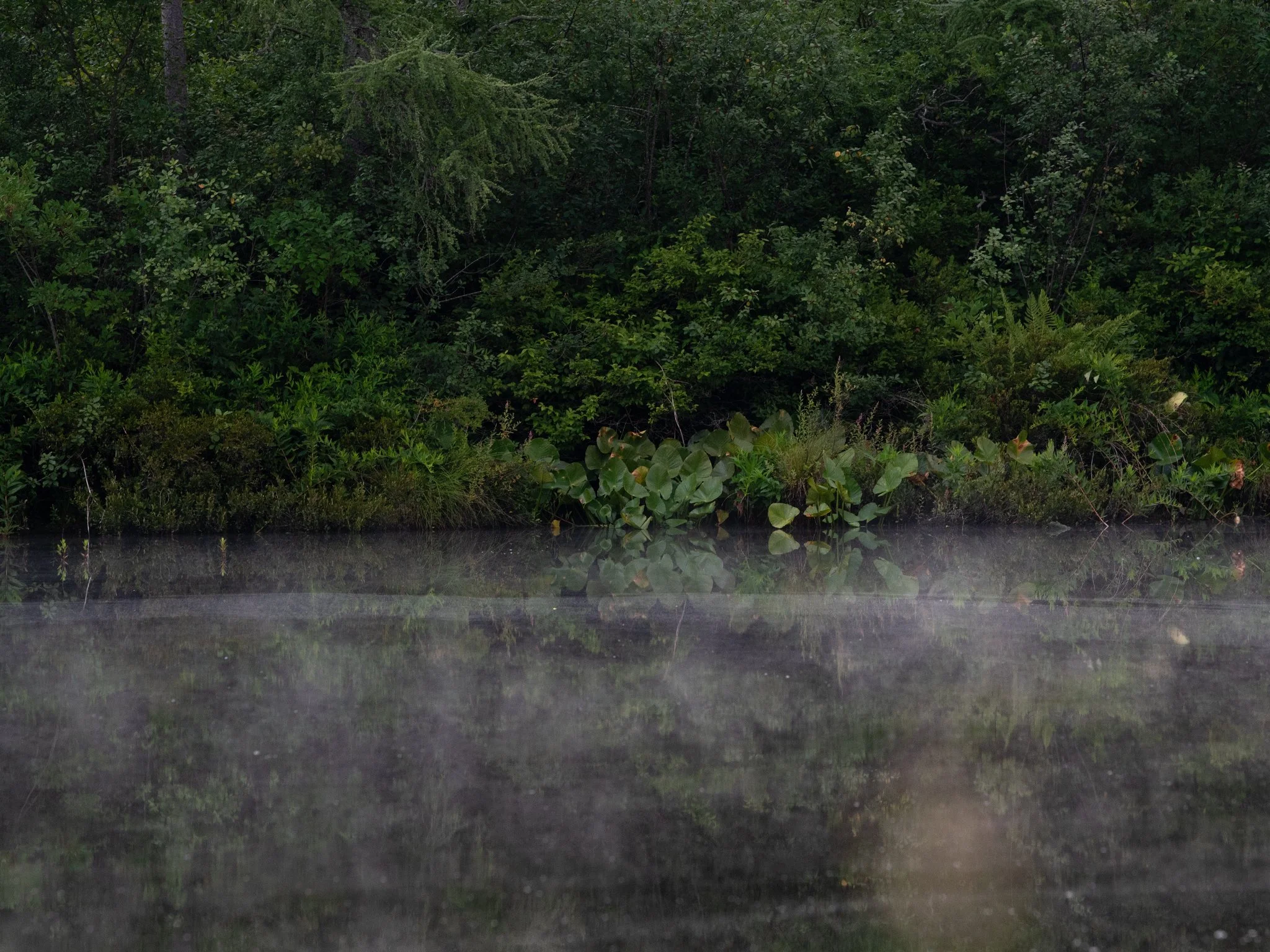 July23TriangleBog19.jpg