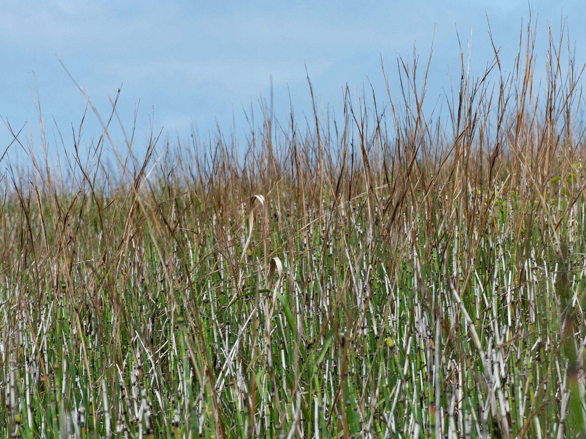July6Headlands23.jpg