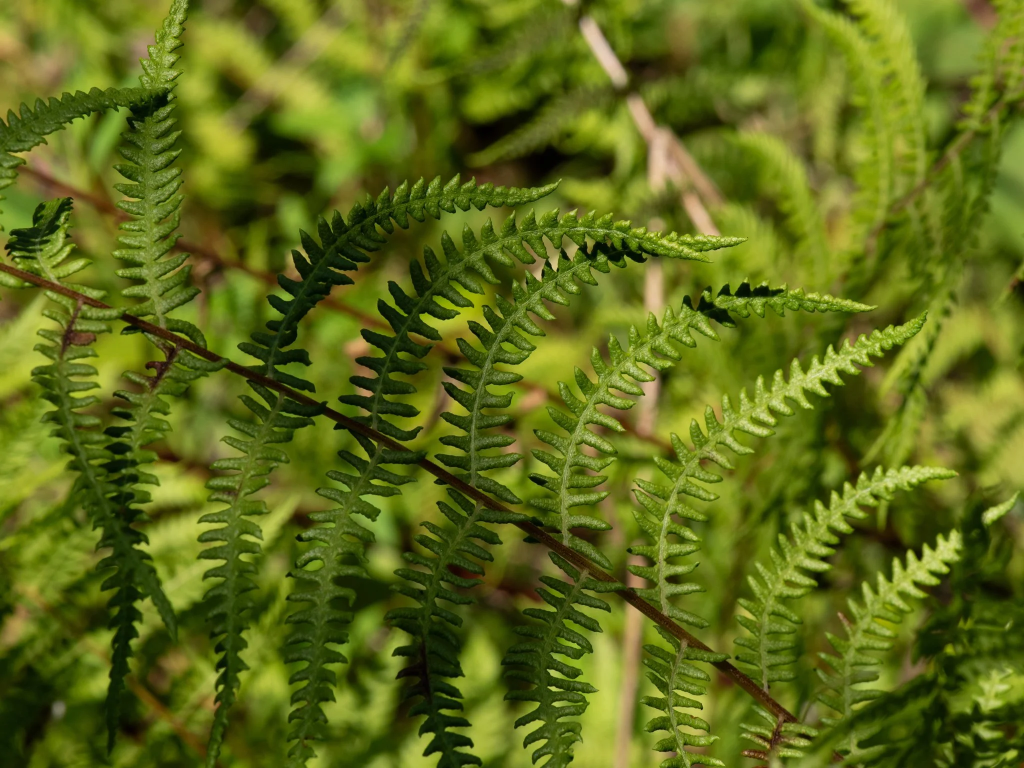 JacksonBog28Aug10.jpg