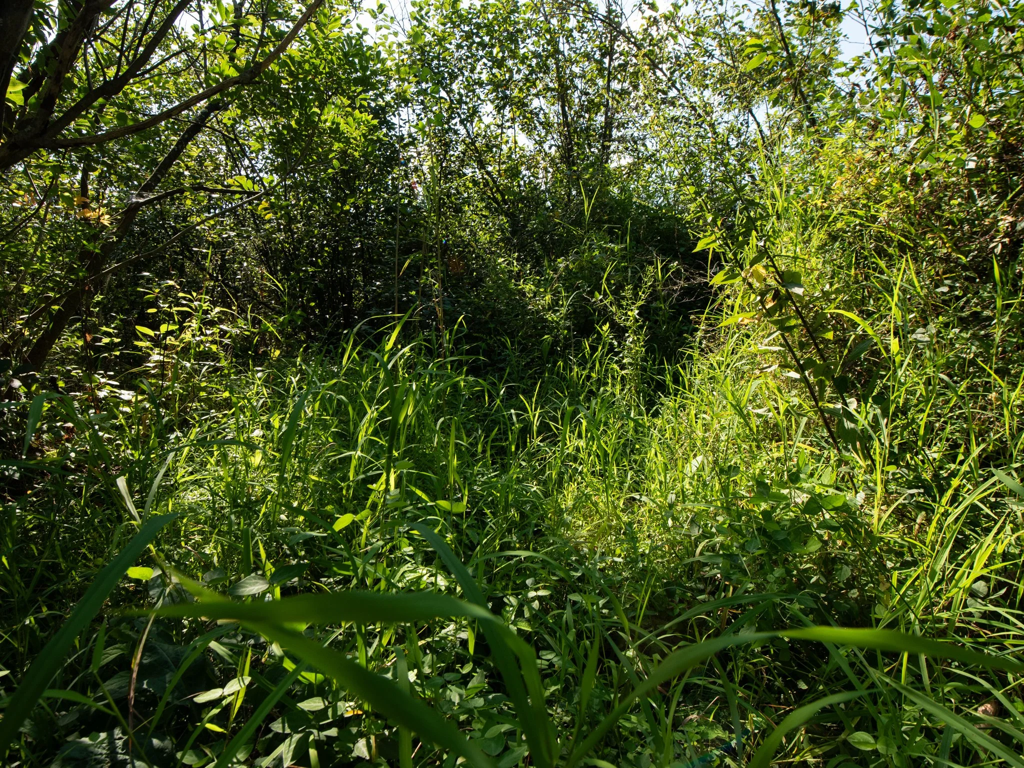 JacksonBog28Aug9.jpg