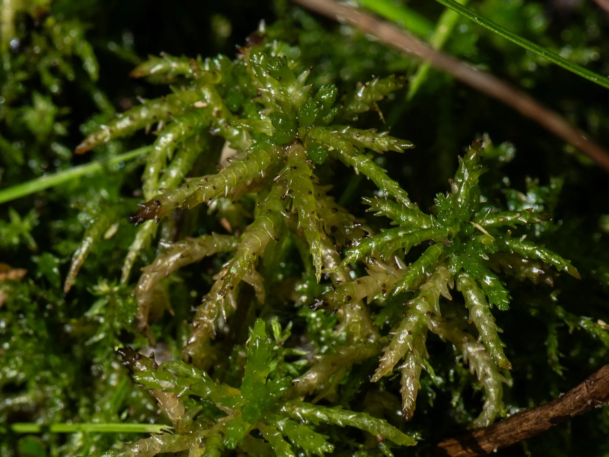 Jun19BrownBog24.jpg