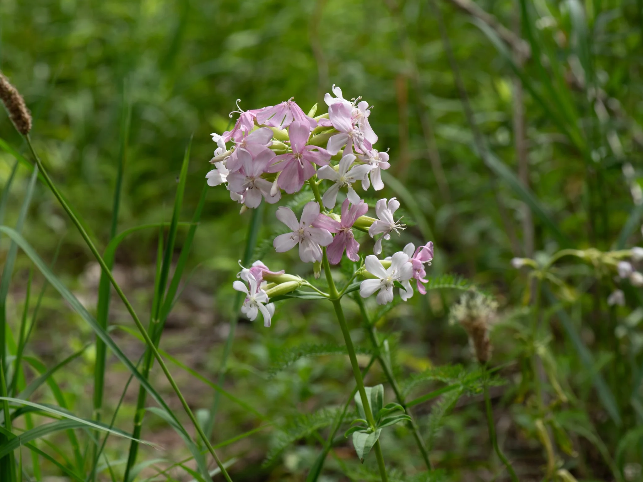 July6Headlands20.jpg