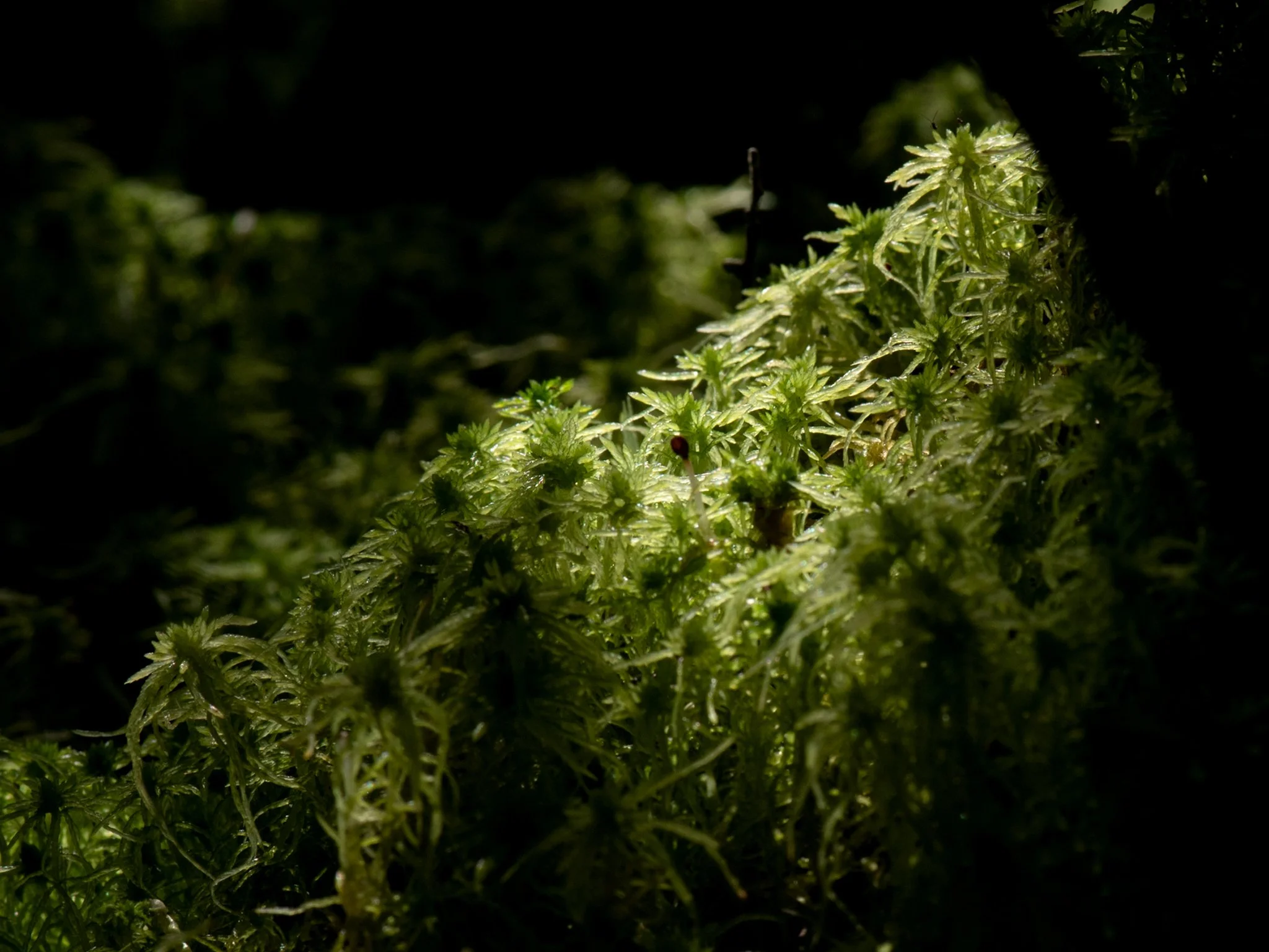 July24TriangleBog5.jpg