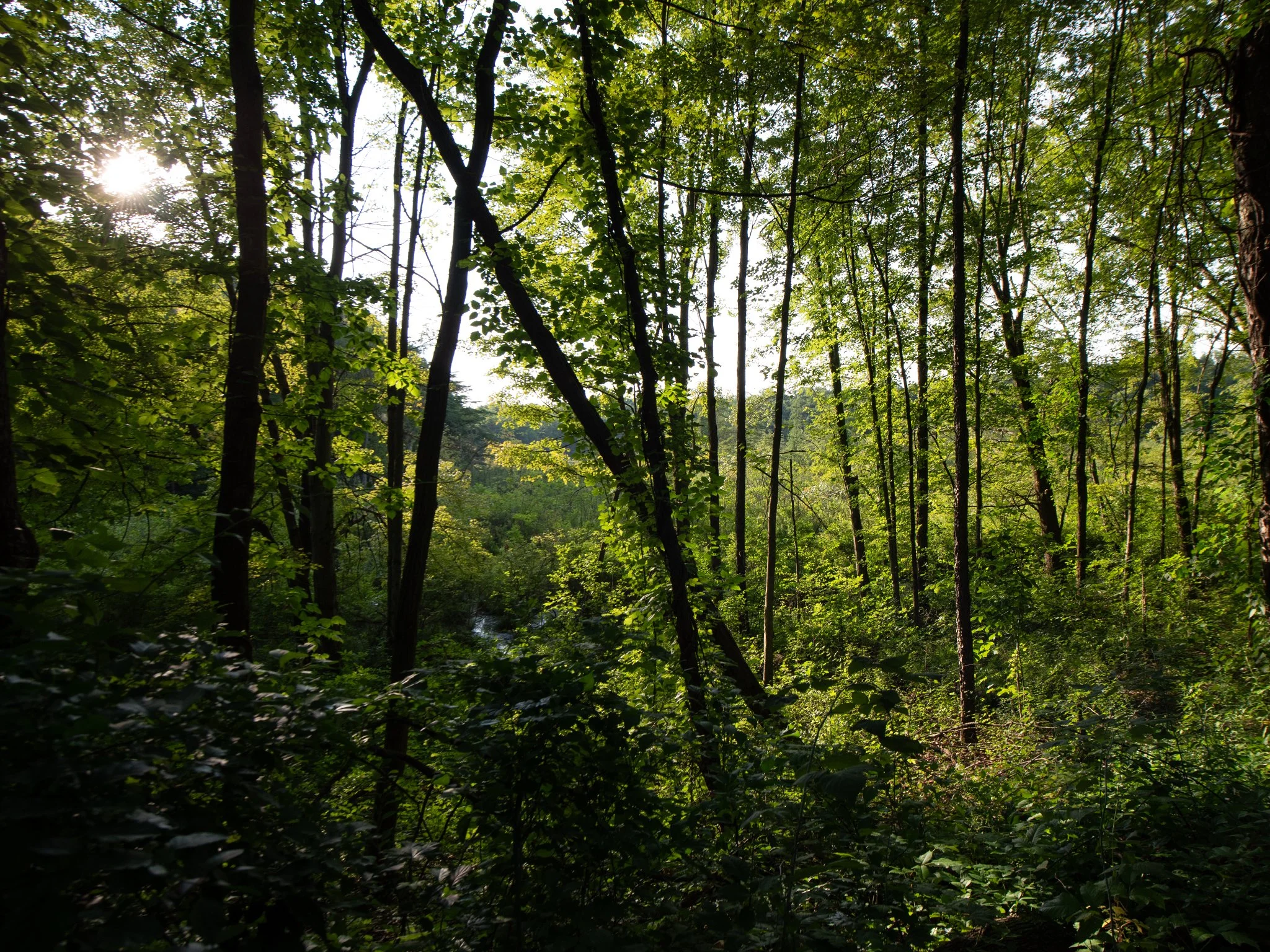 July24TriangleBog32.jpg