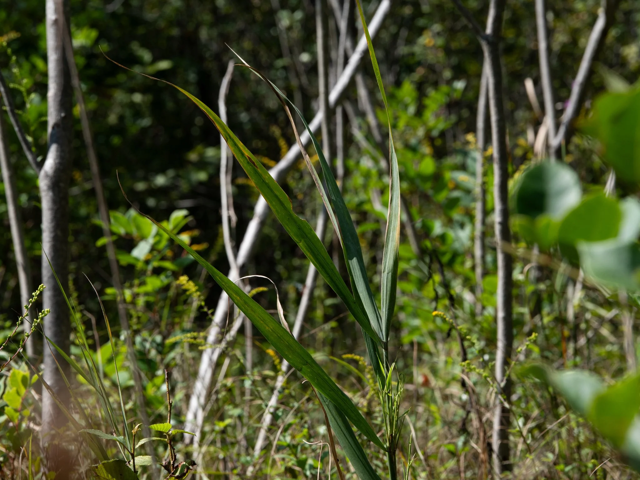 JacksonBog28Aug3.jpg
