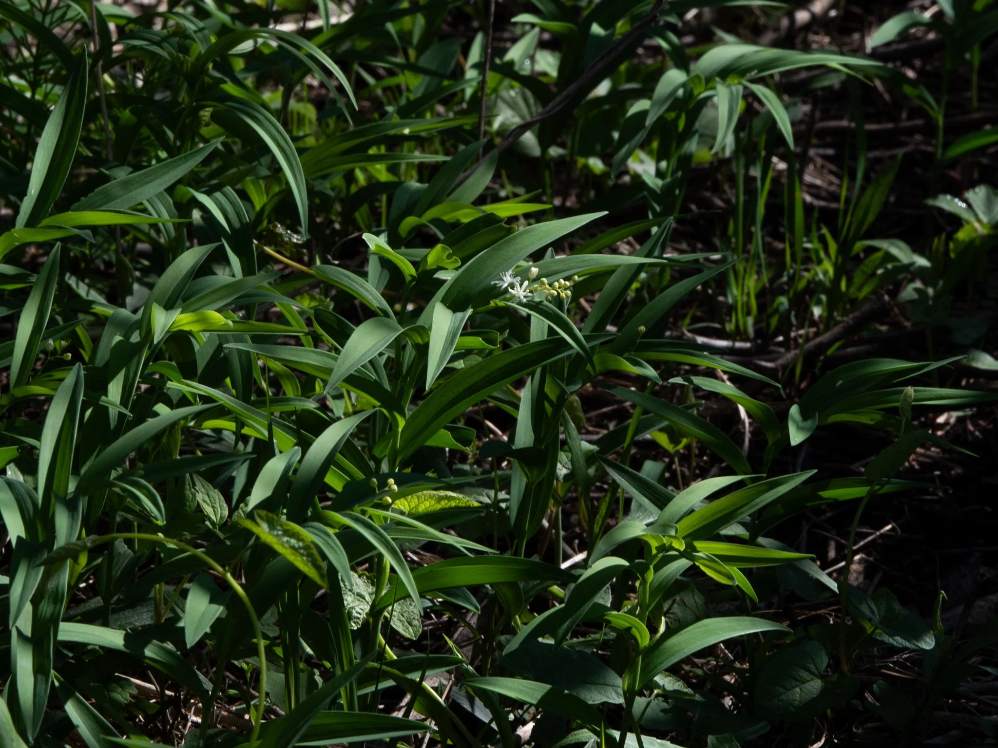 CedarBog17thApril7.jpg