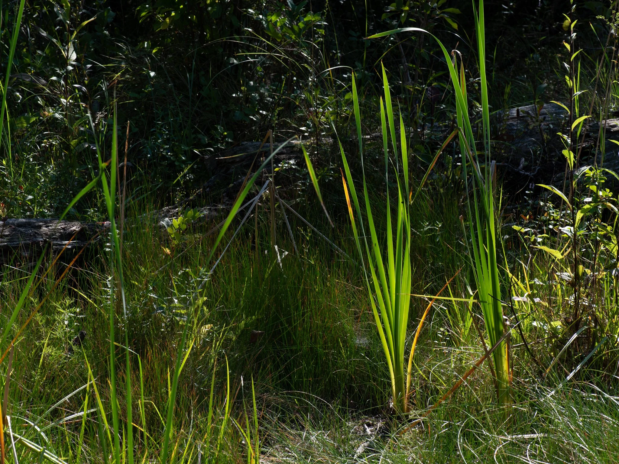 JacksonBog28Aug20.jpg
