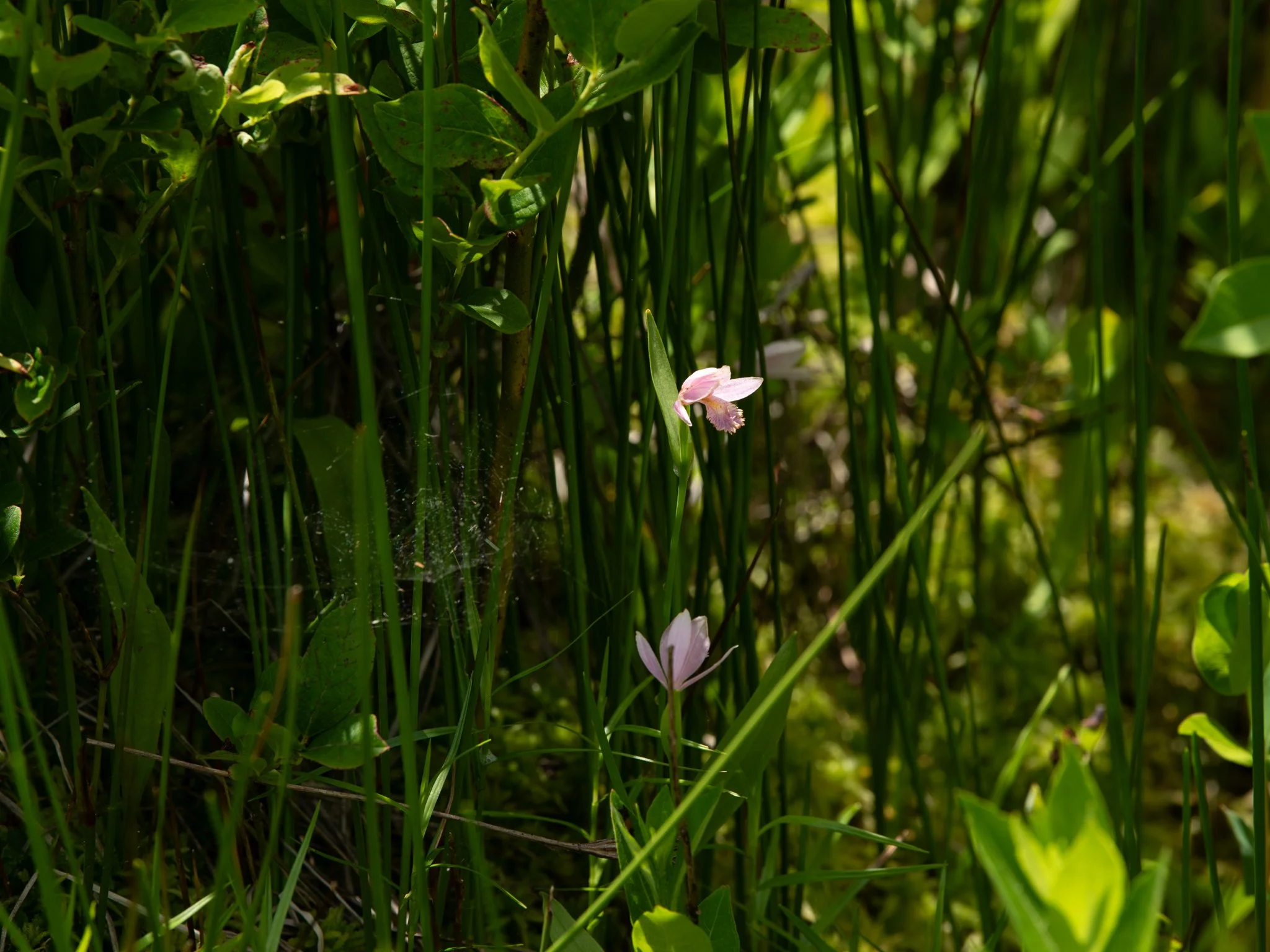 Jun19BrownBog7.jpg