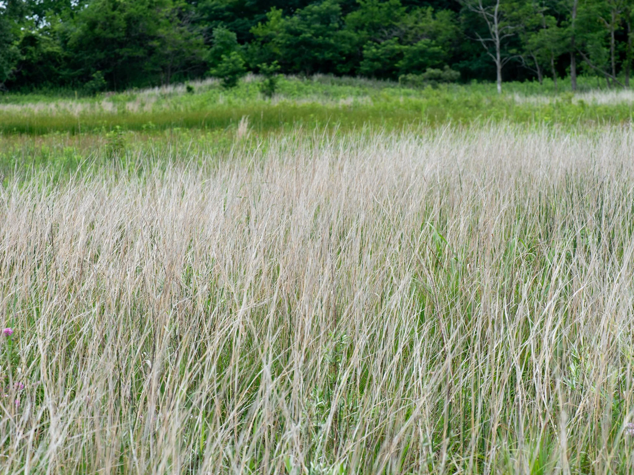 July6Headlands26.jpg