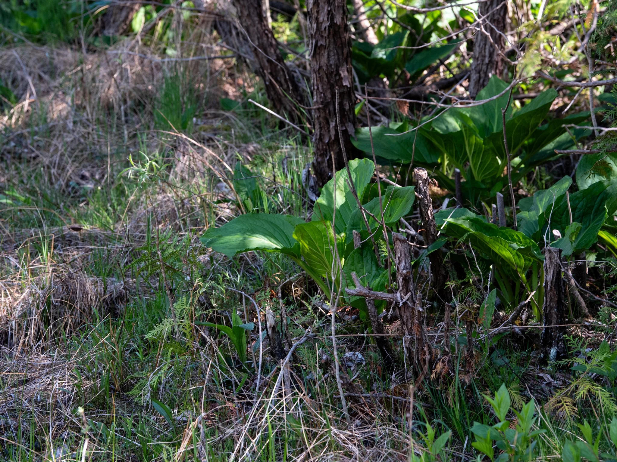 CedarBog17thApril17.jpg