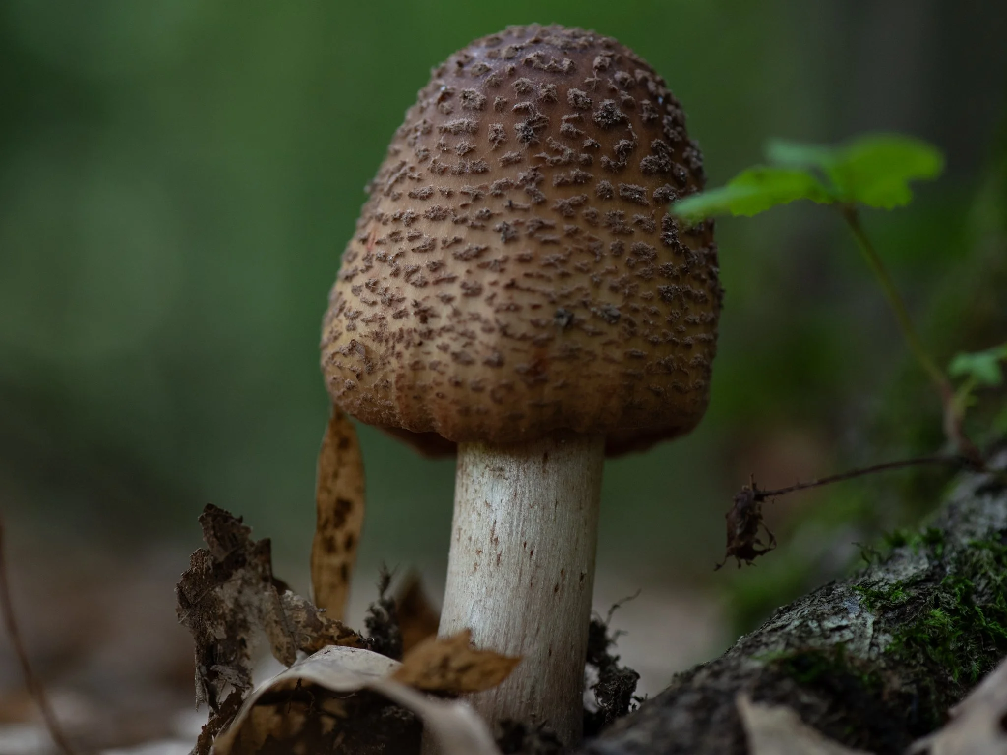 July24TriangleBog2.jpg