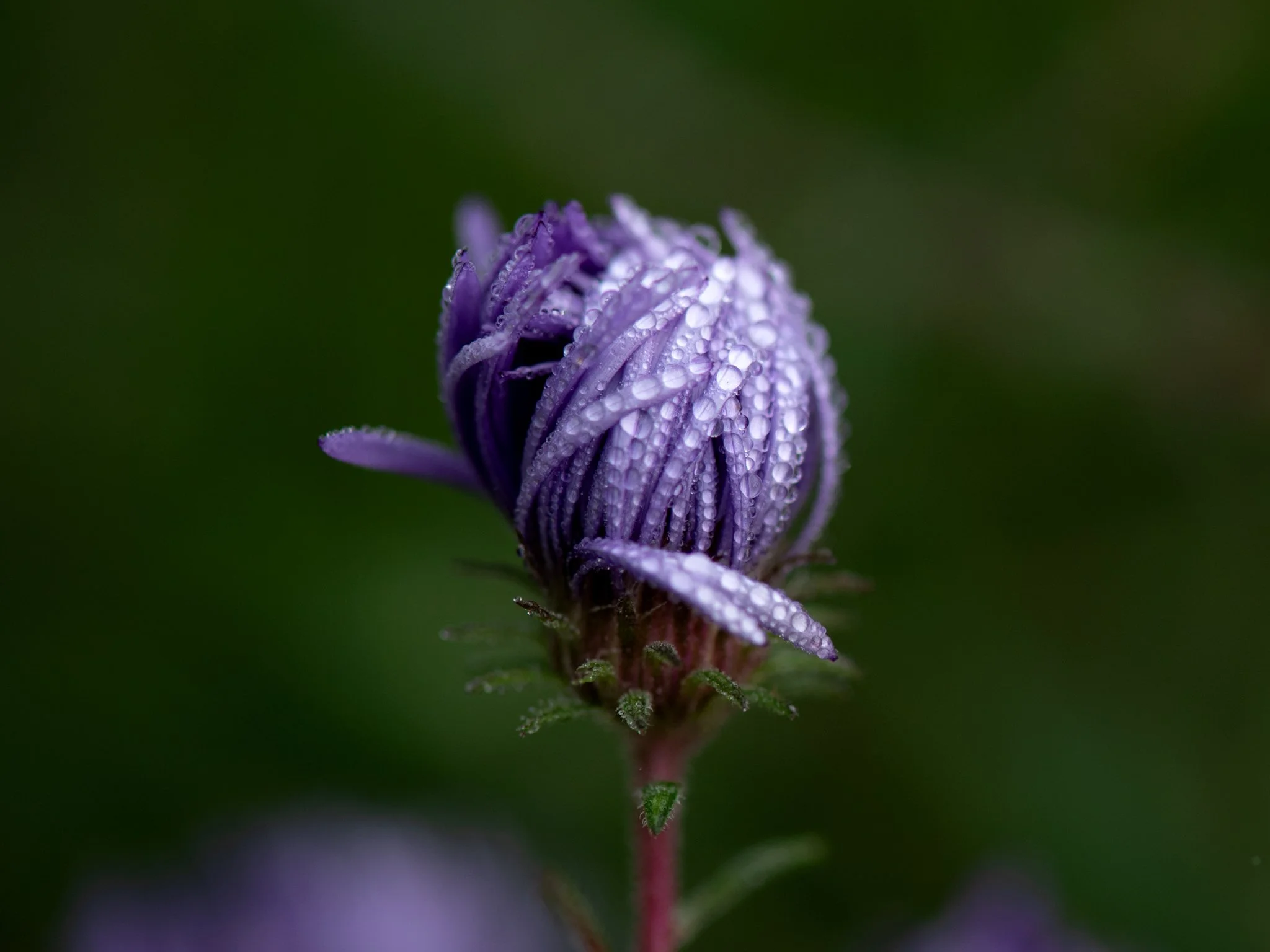 The Heritage Garden, September 30th
