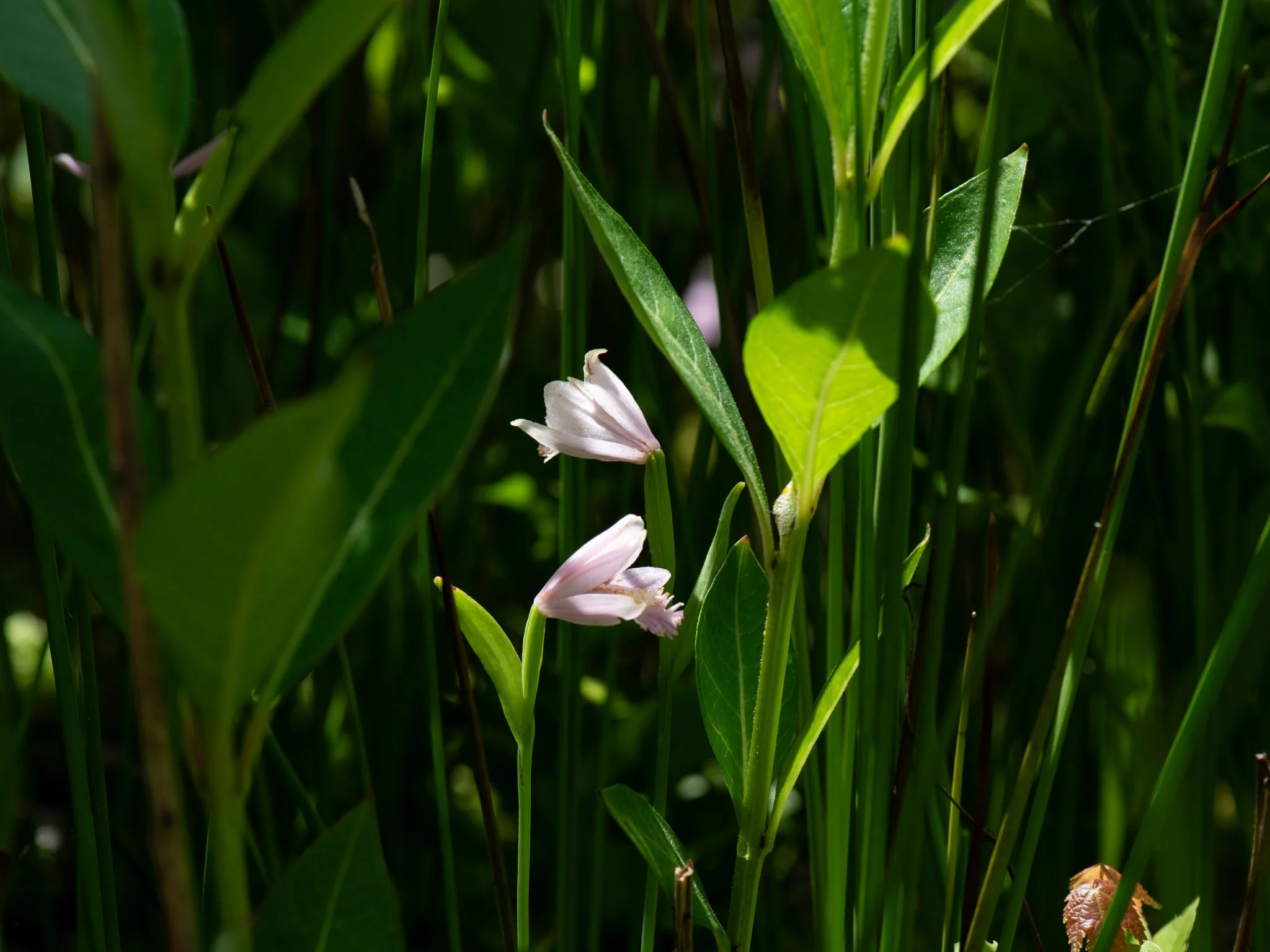 Jun19BrownBog6.jpg