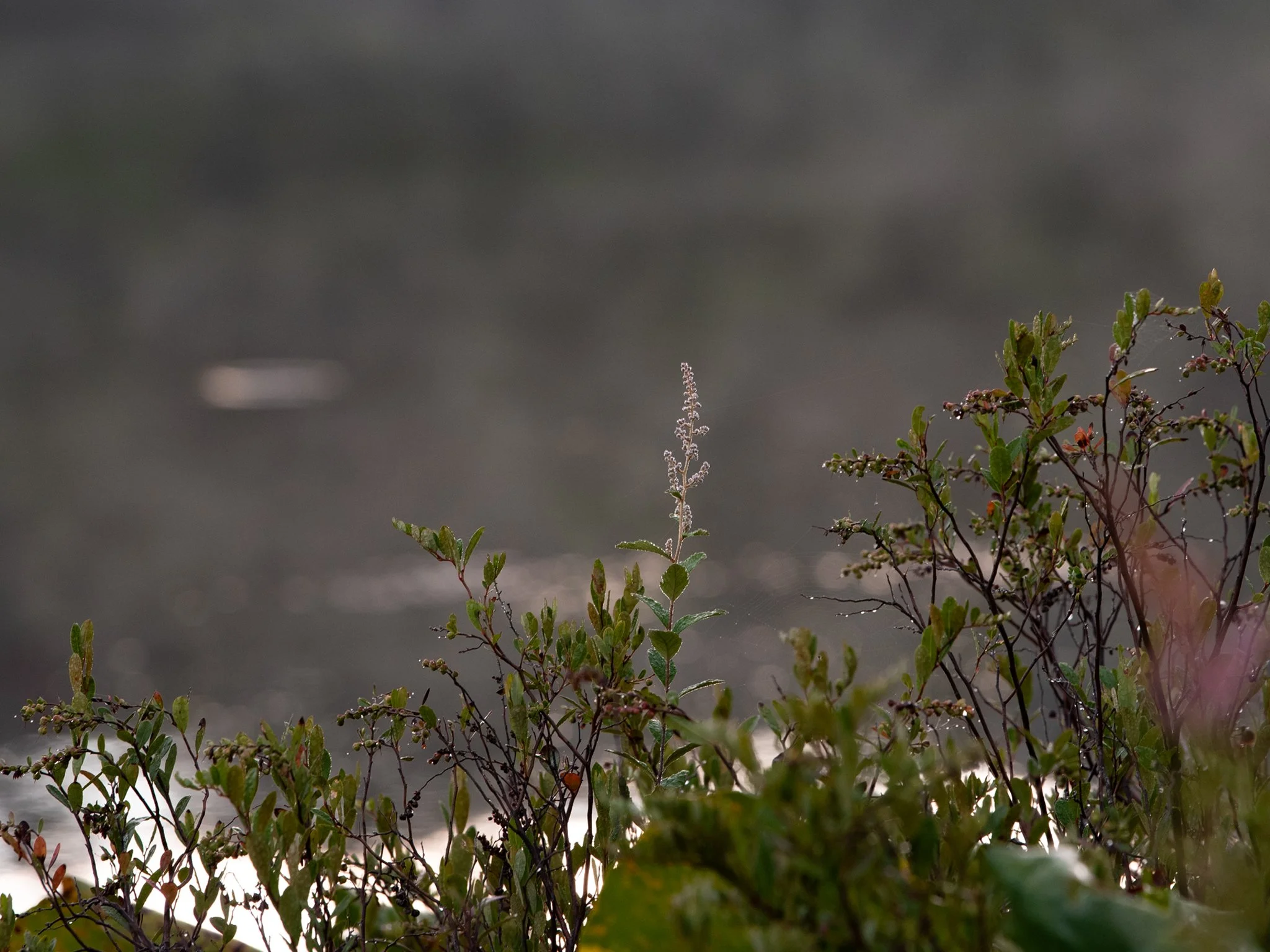 July23TriangleBog20.jpg