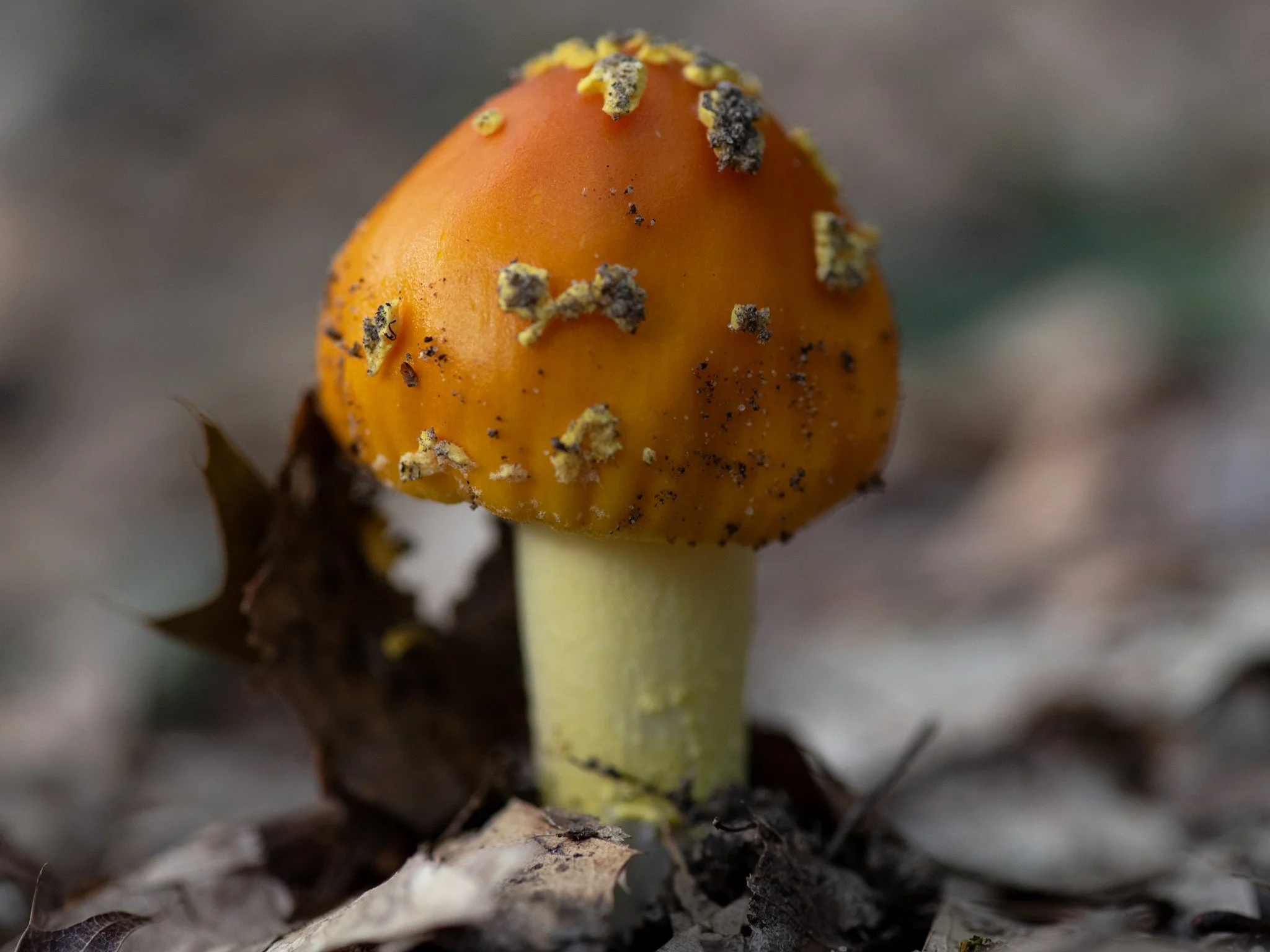 Triangle Bog