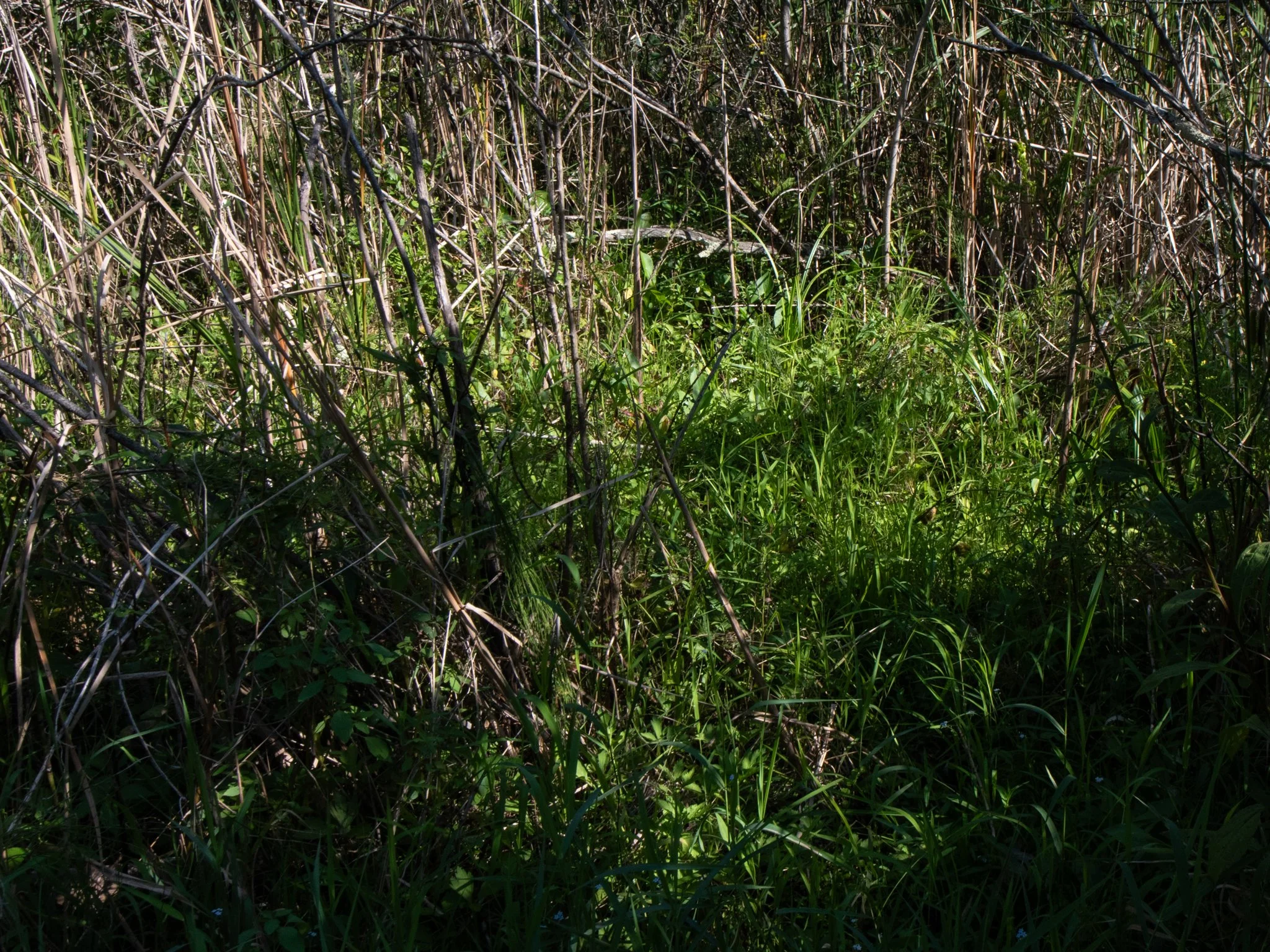 JacksonBog28Aug16.jpg