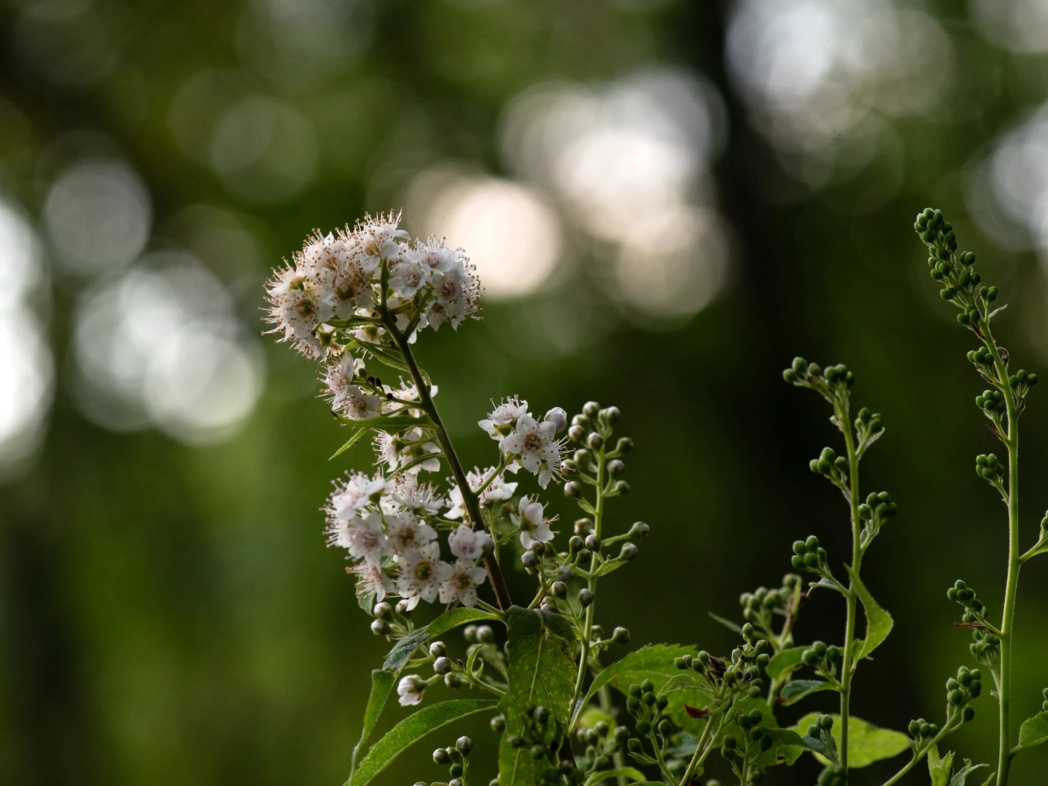 July23TriangleBog31.jpg