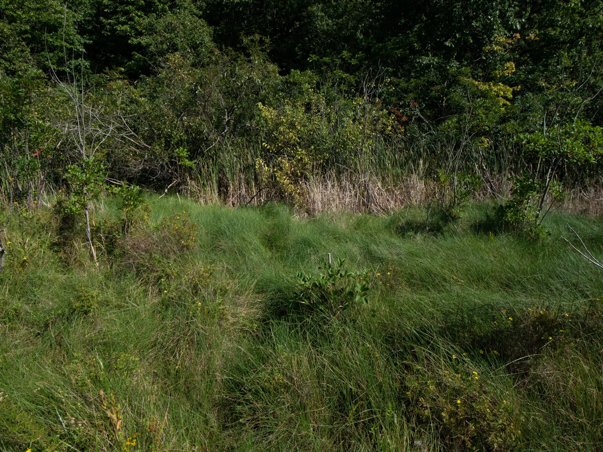 JacksonBog28Aug12.jpg