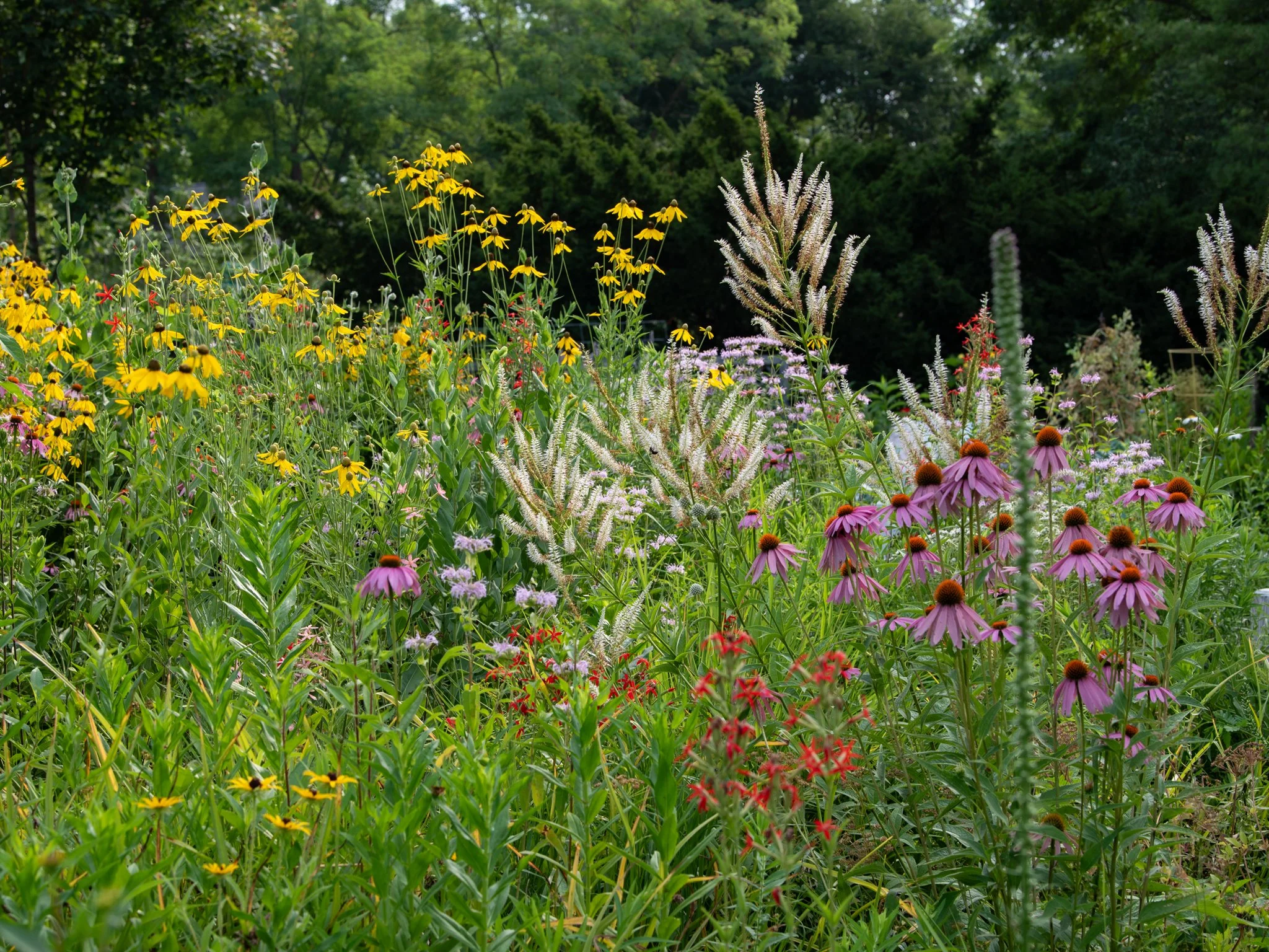 July 9th, Heritage Garden