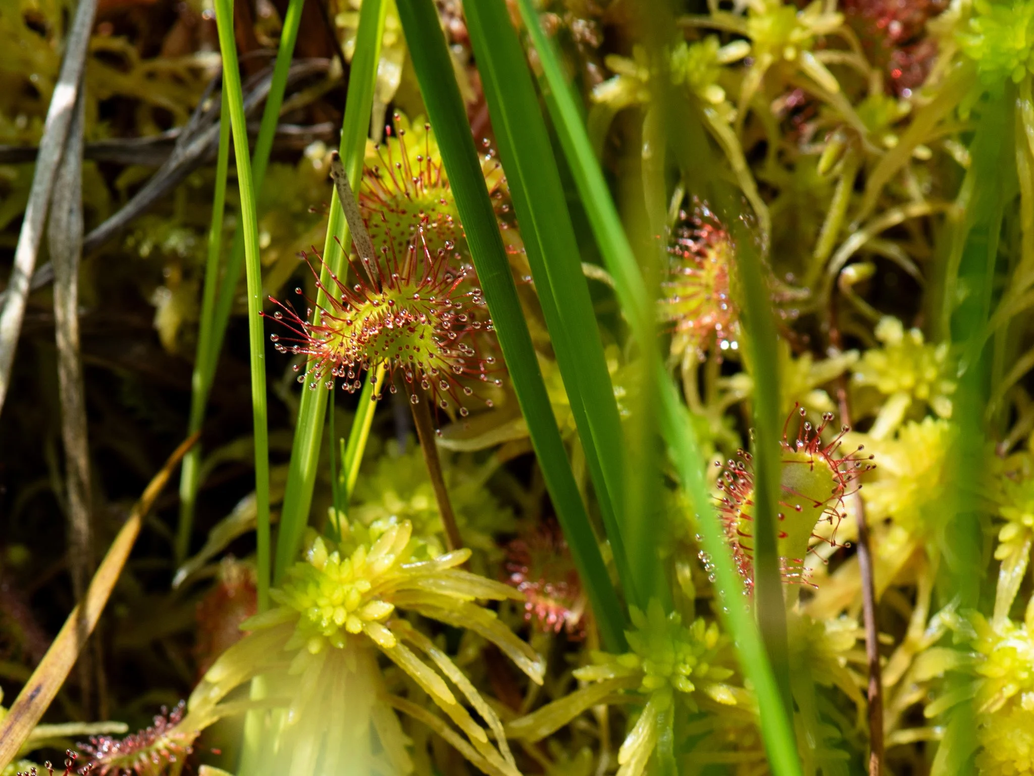 Jun19BrownBog15.jpg