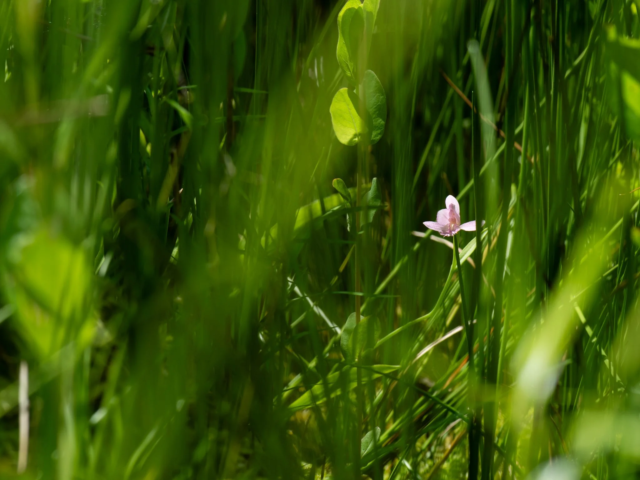 Jun19BrownBog5.jpg