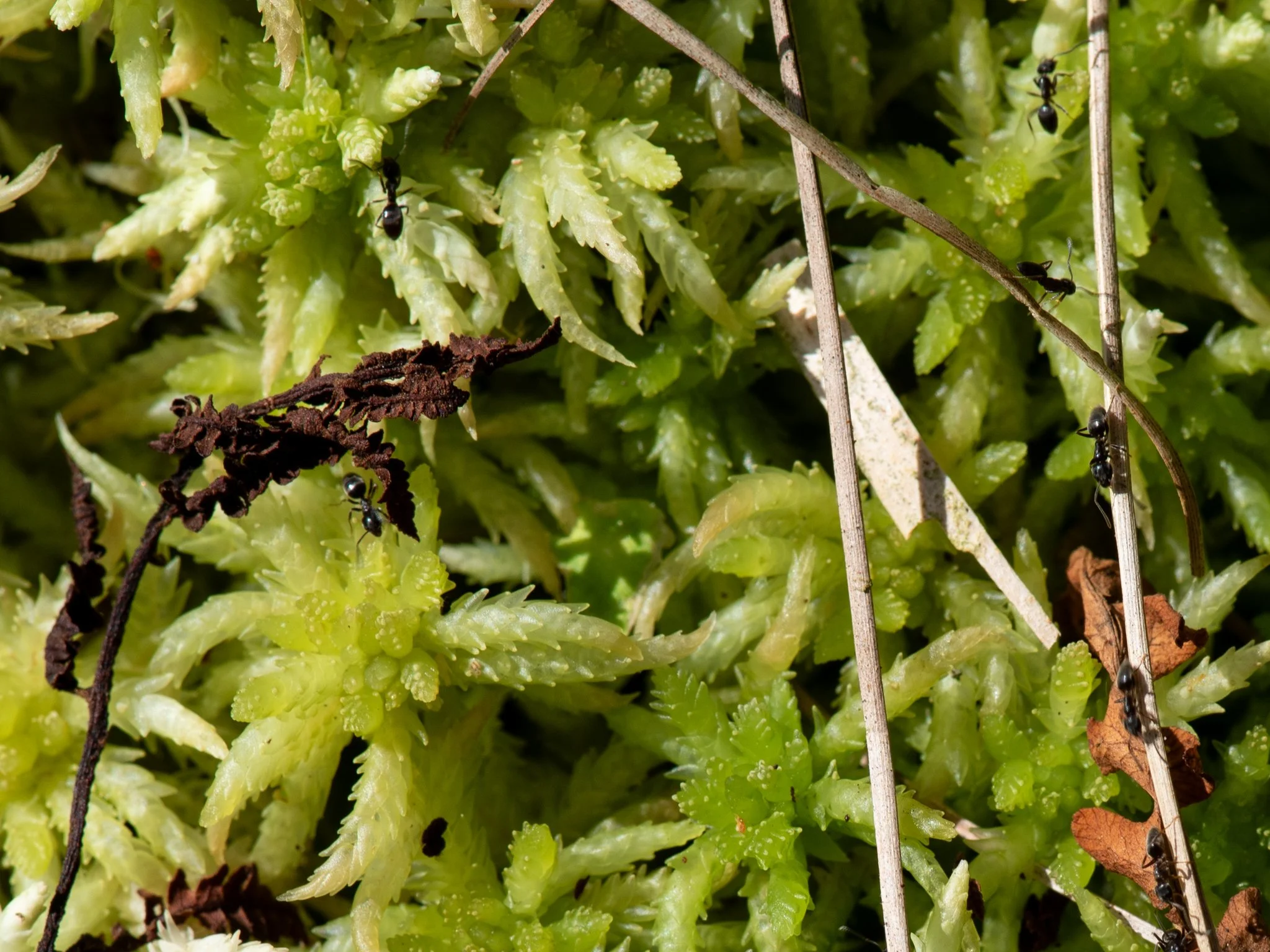 Jun19BrownBog23.jpg