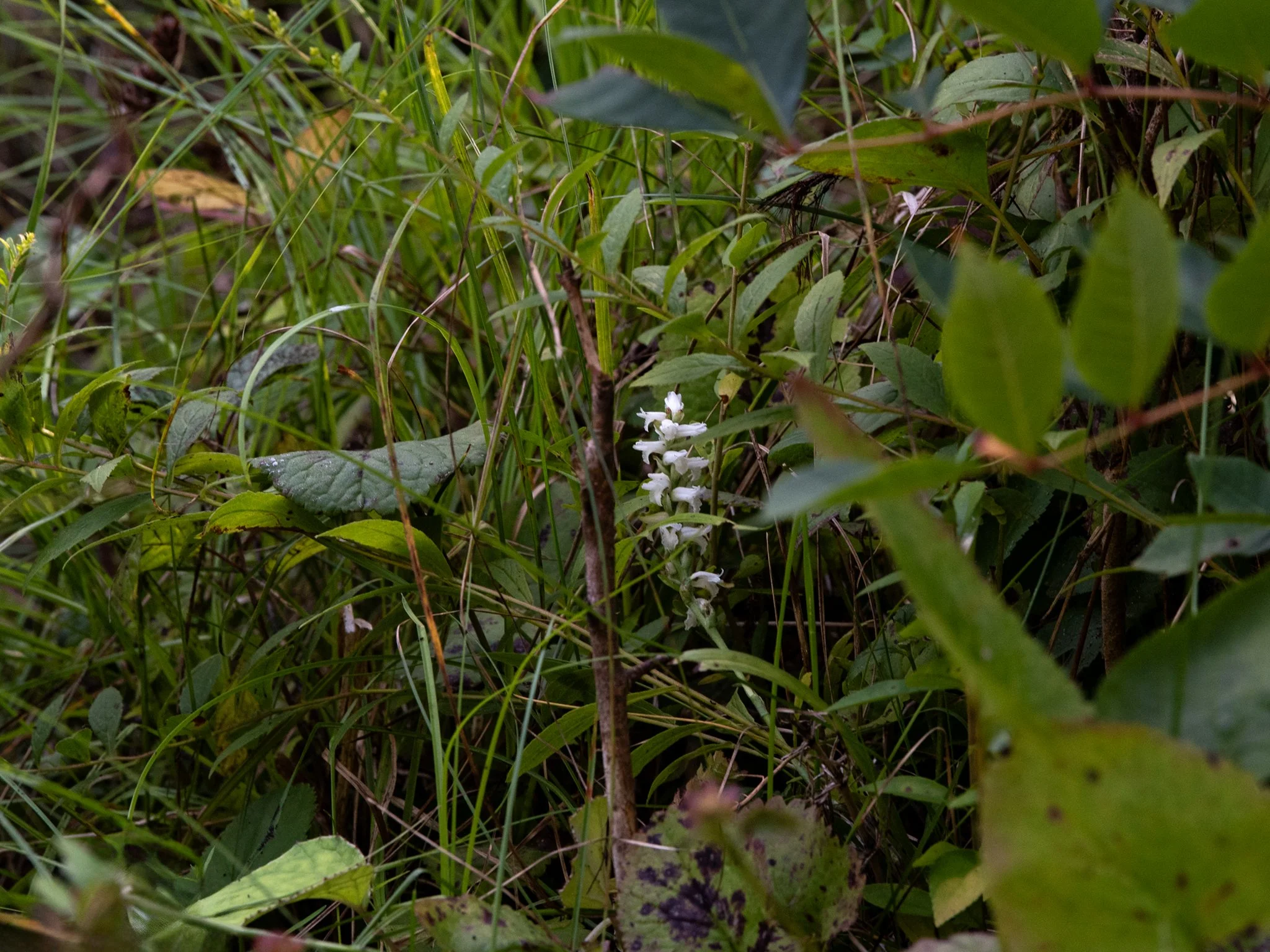 JacksonBog28Aug23.jpg