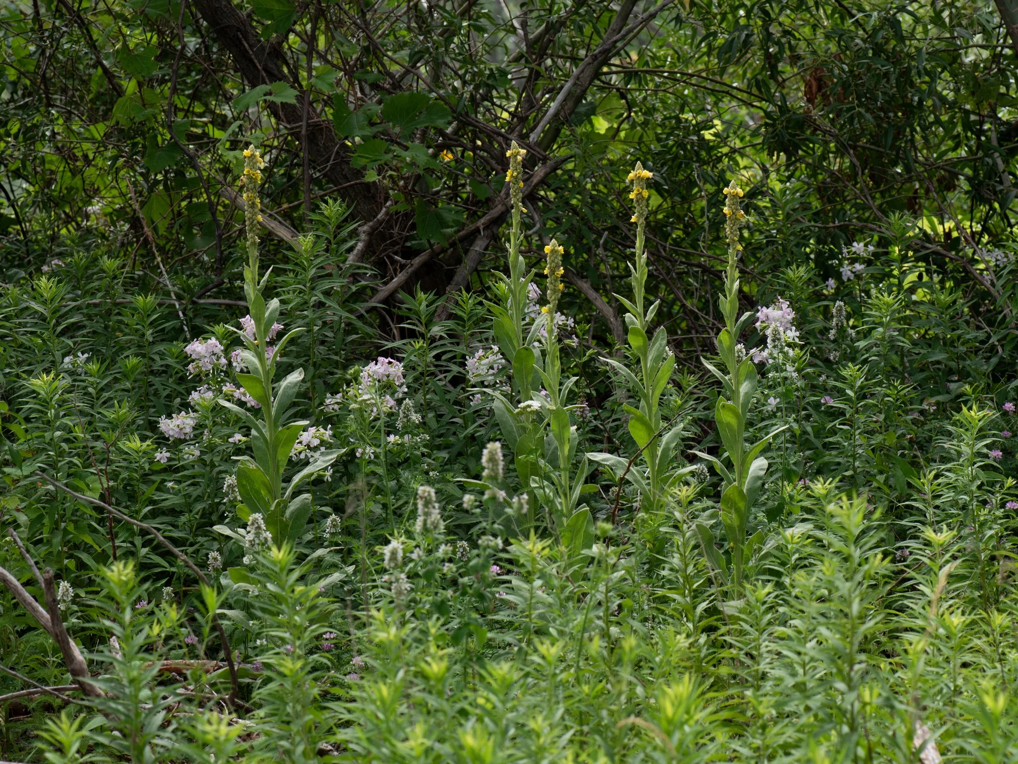 July6Headlands21.jpg