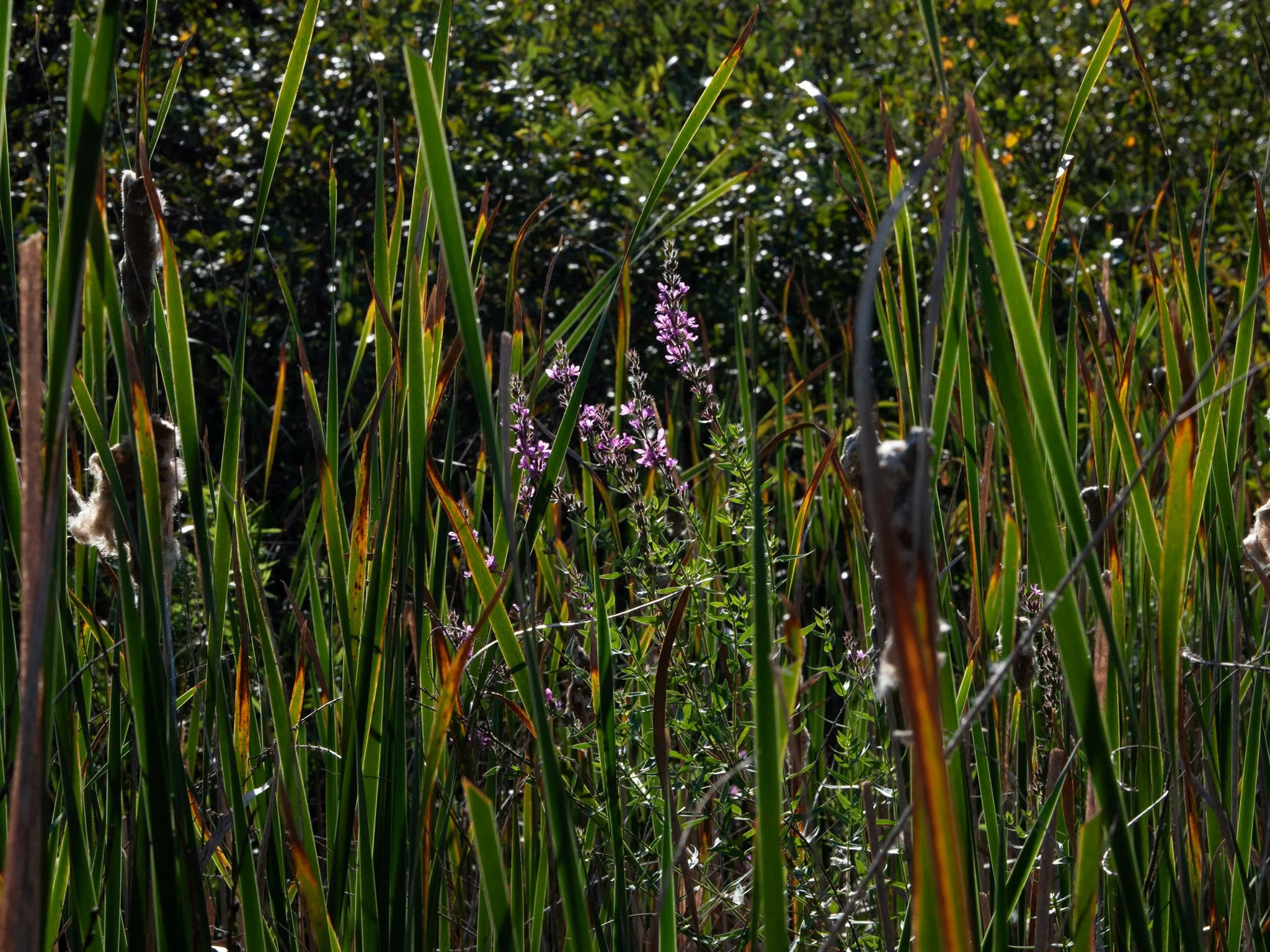 JacksonBog28Aug27.jpg